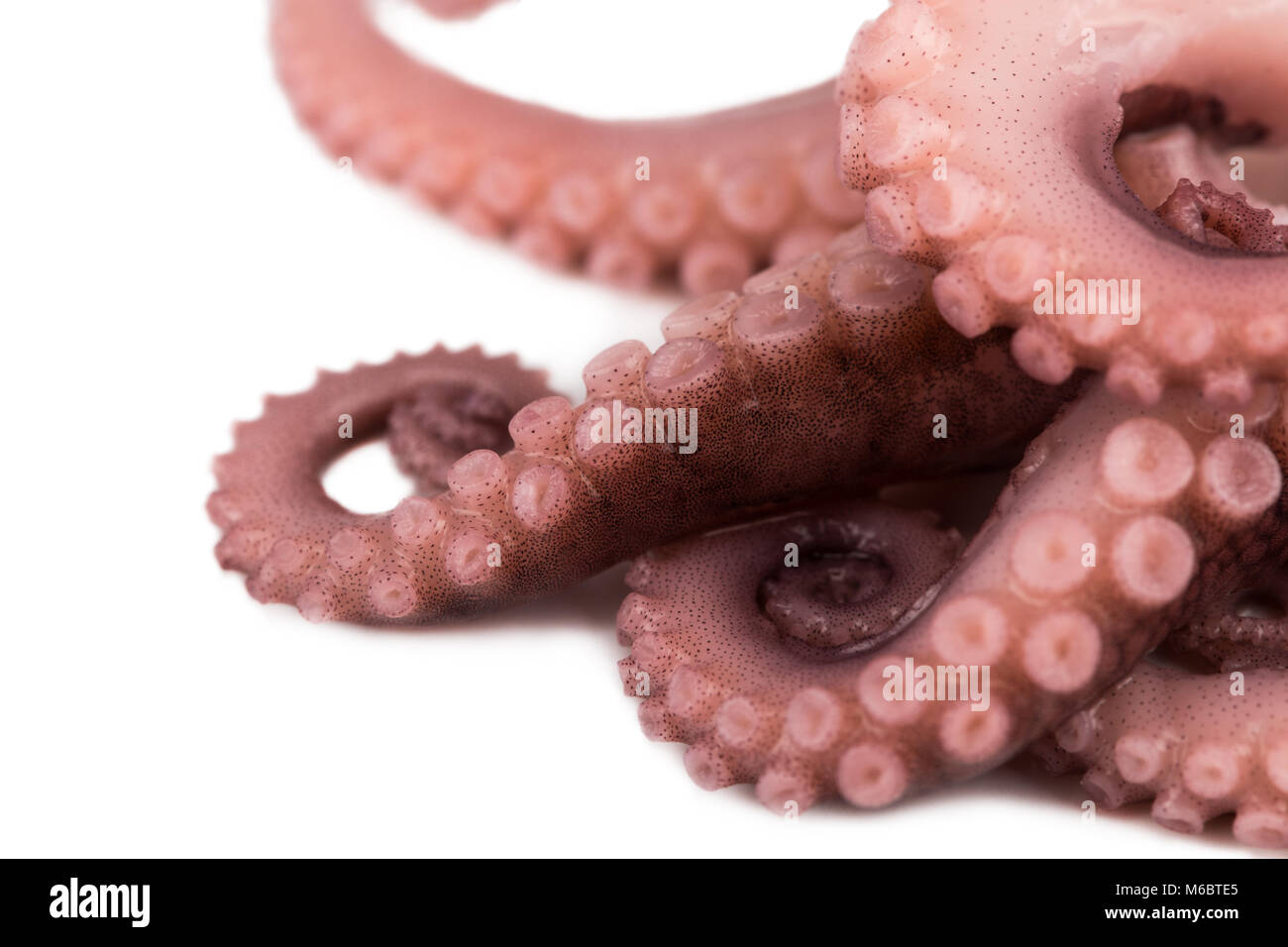 I tentacoli di polpo isolati su sfondo bianco. Foto Stock