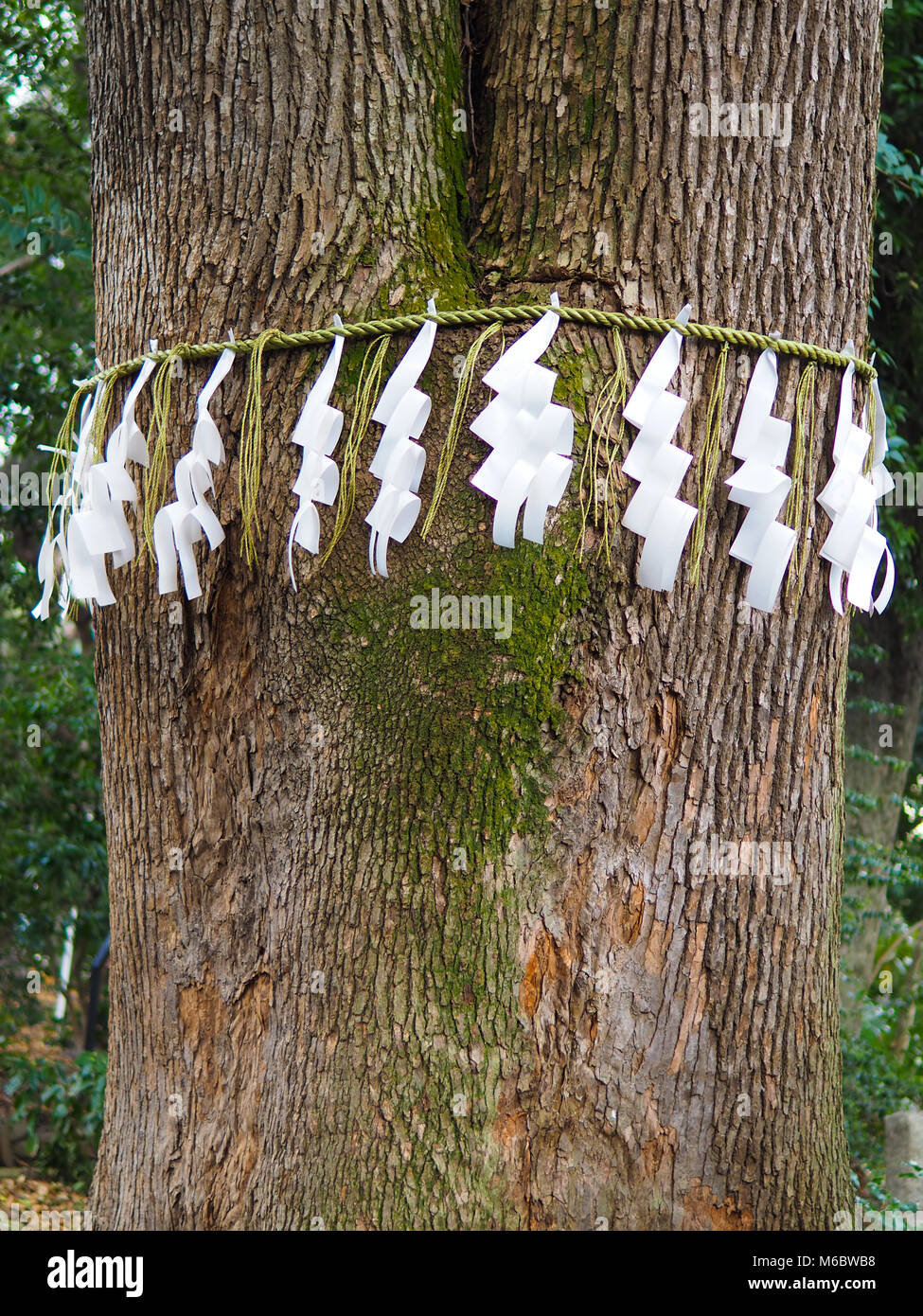 Albero sacro ad un giapponese sacrario scintoista di Tokyo. Foto Stock