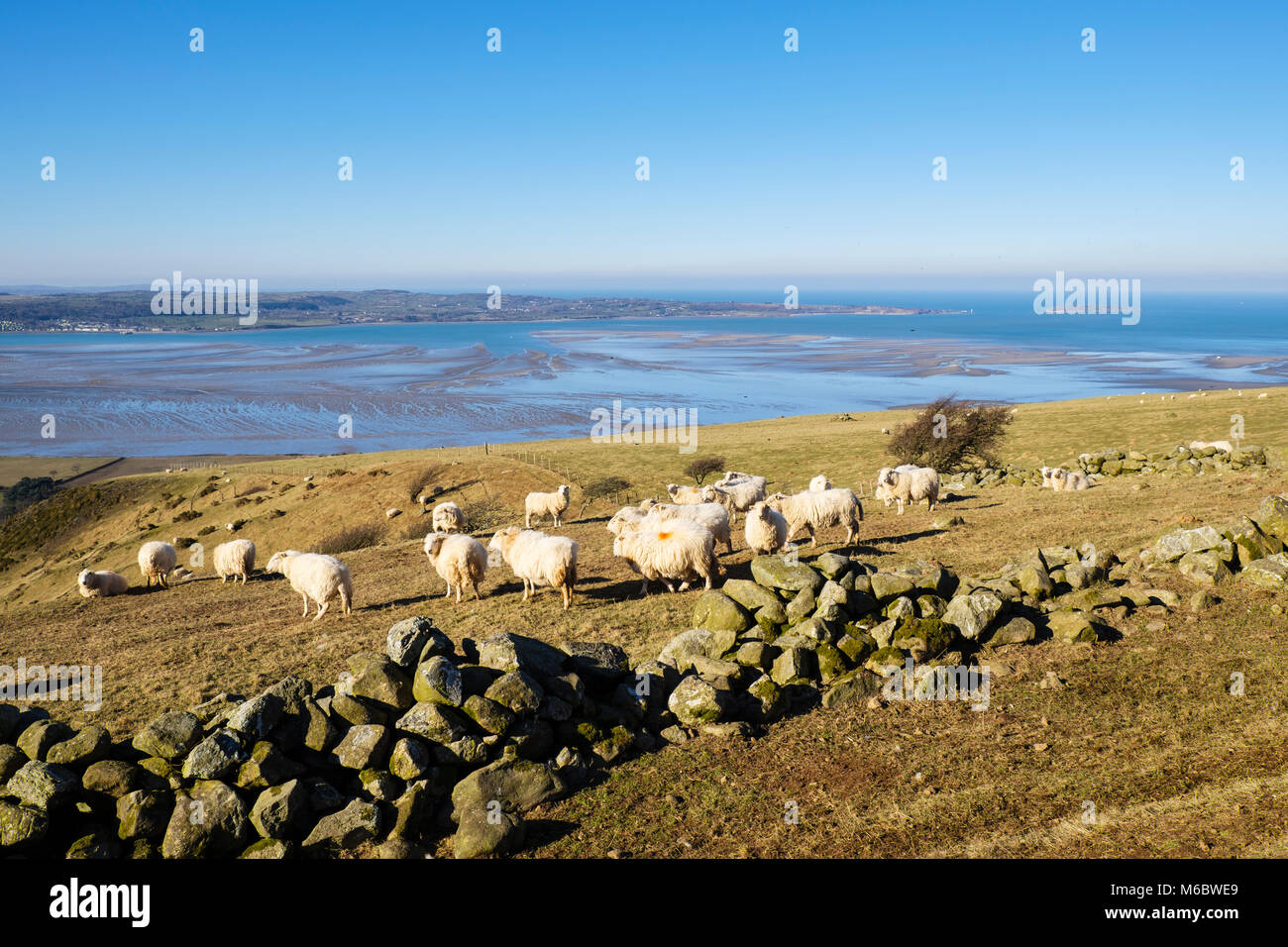 Muro di pietra con pecore al pascolo sulle colline sopra lo Stretto di Menai sulla costa nord vicino Abergwyngregyn, Gwynedd, Wales, Regno Unito, Gran Bretagna Foto Stock