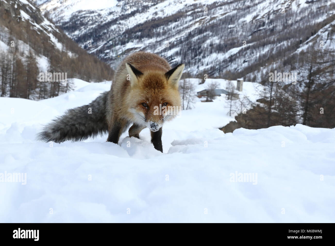 Red Fox nella neve Foto Stock