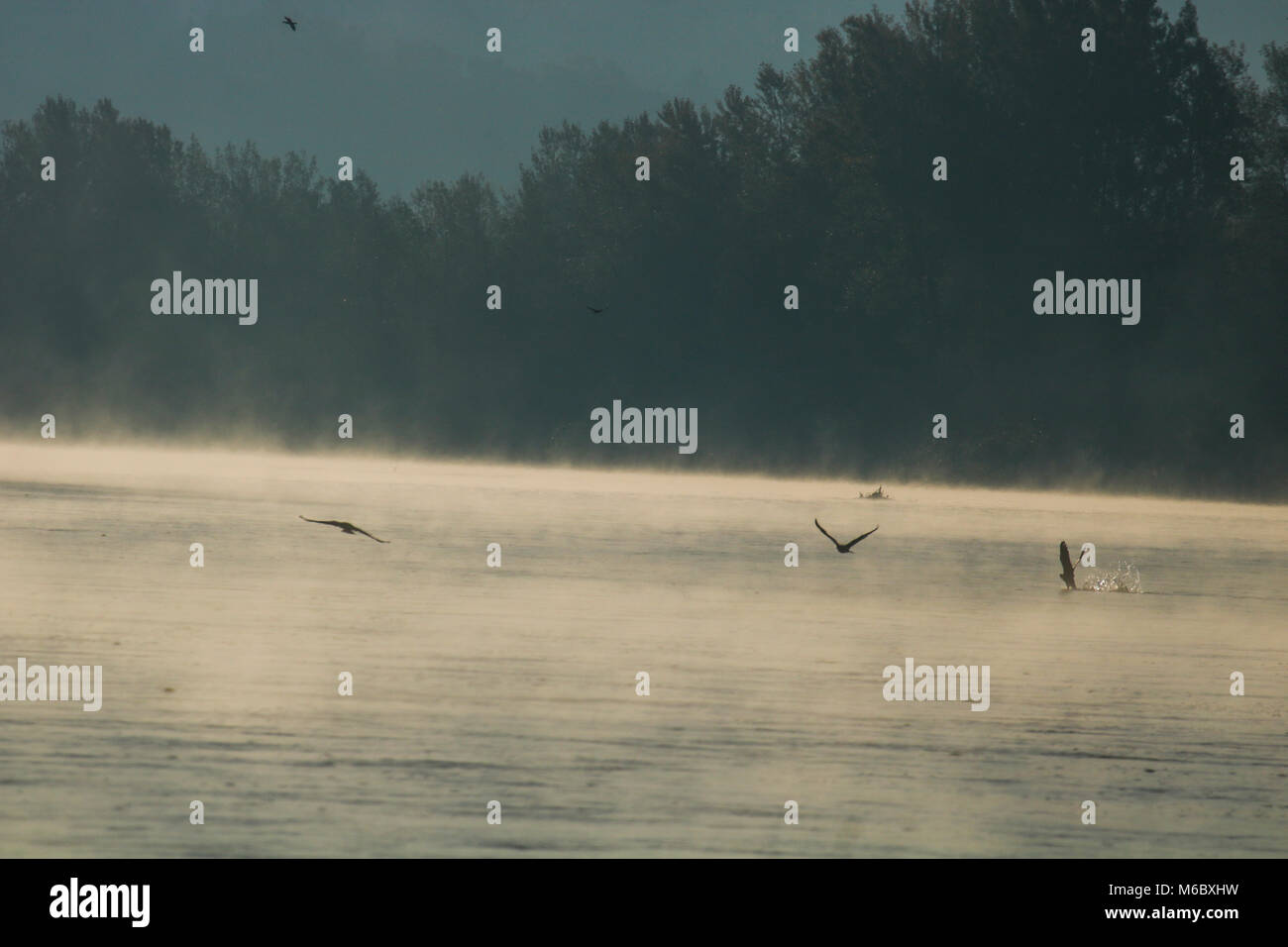 Gli uccelli sul fiume Foto Stock