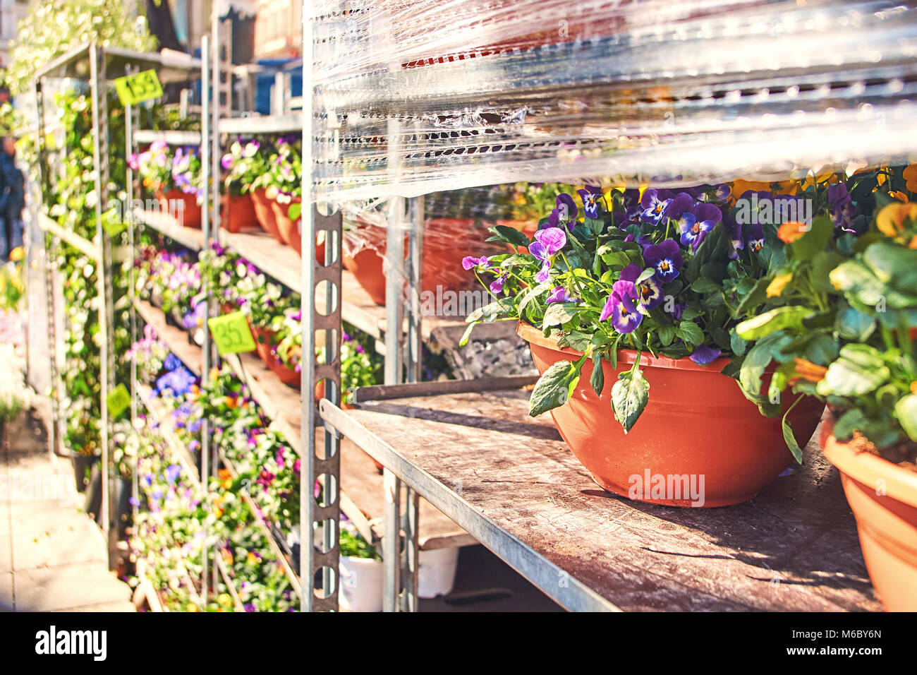 Viola tricolore in un vaso di ceramica con altri fiori di essere venduto in un negozio per esterni Foto Stock