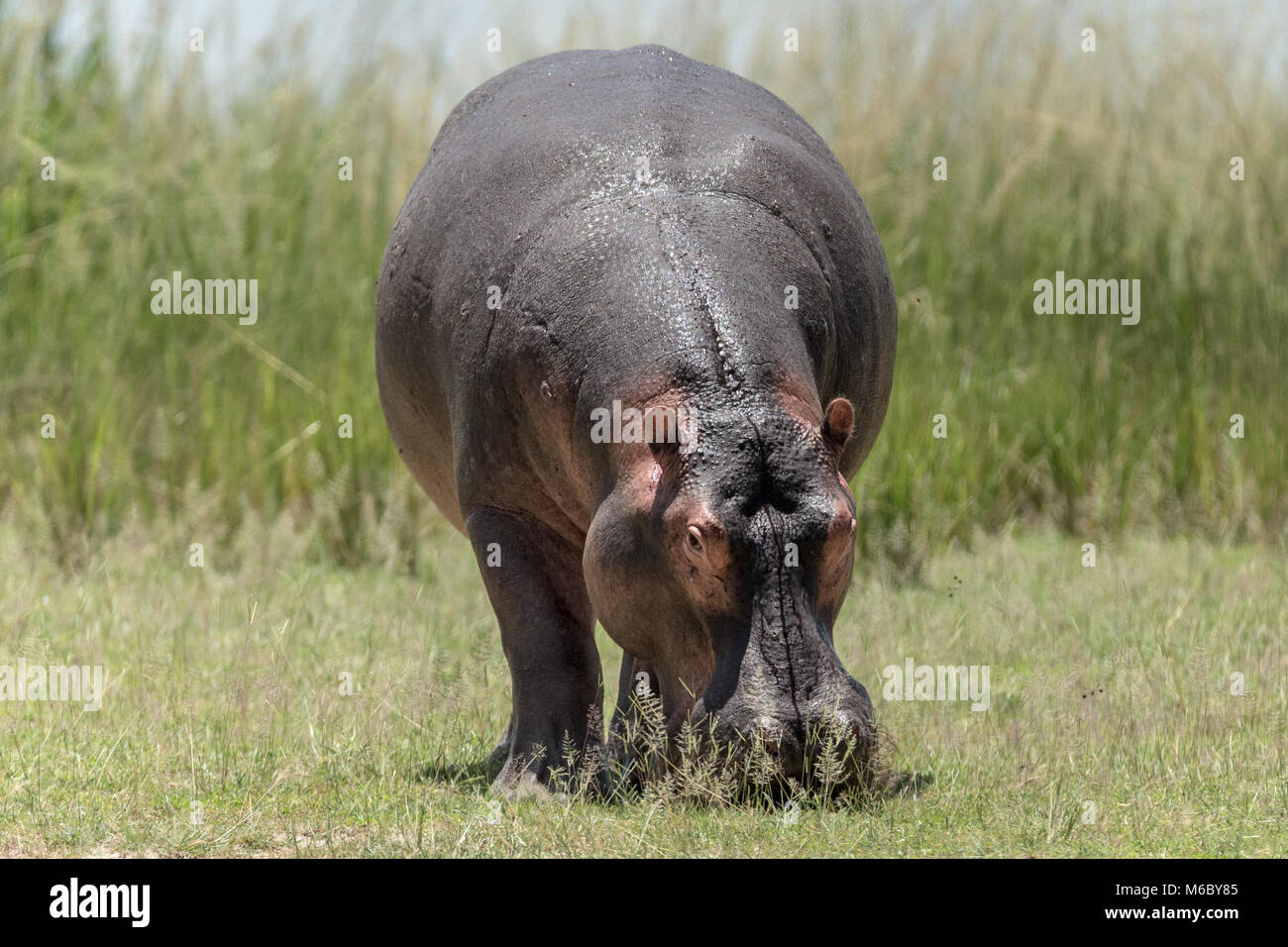 Il Pascolo Ippopotamo Hippopotamus Amphibius Che Mostra Il