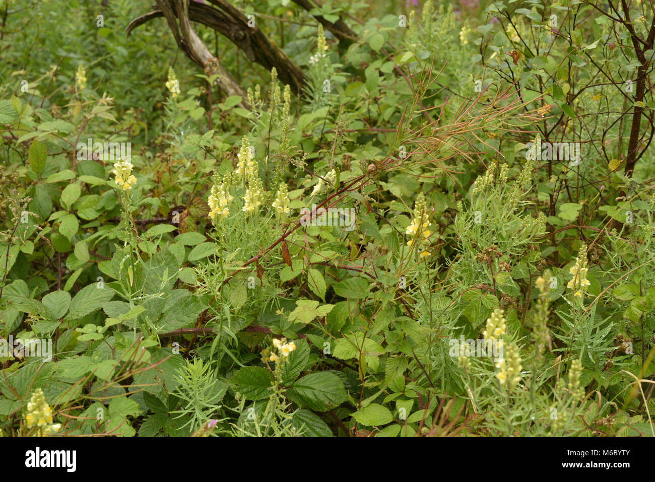 Comune, Toadflax Linaria vulgaris crescendo in umido macchia boschiva Foto Stock