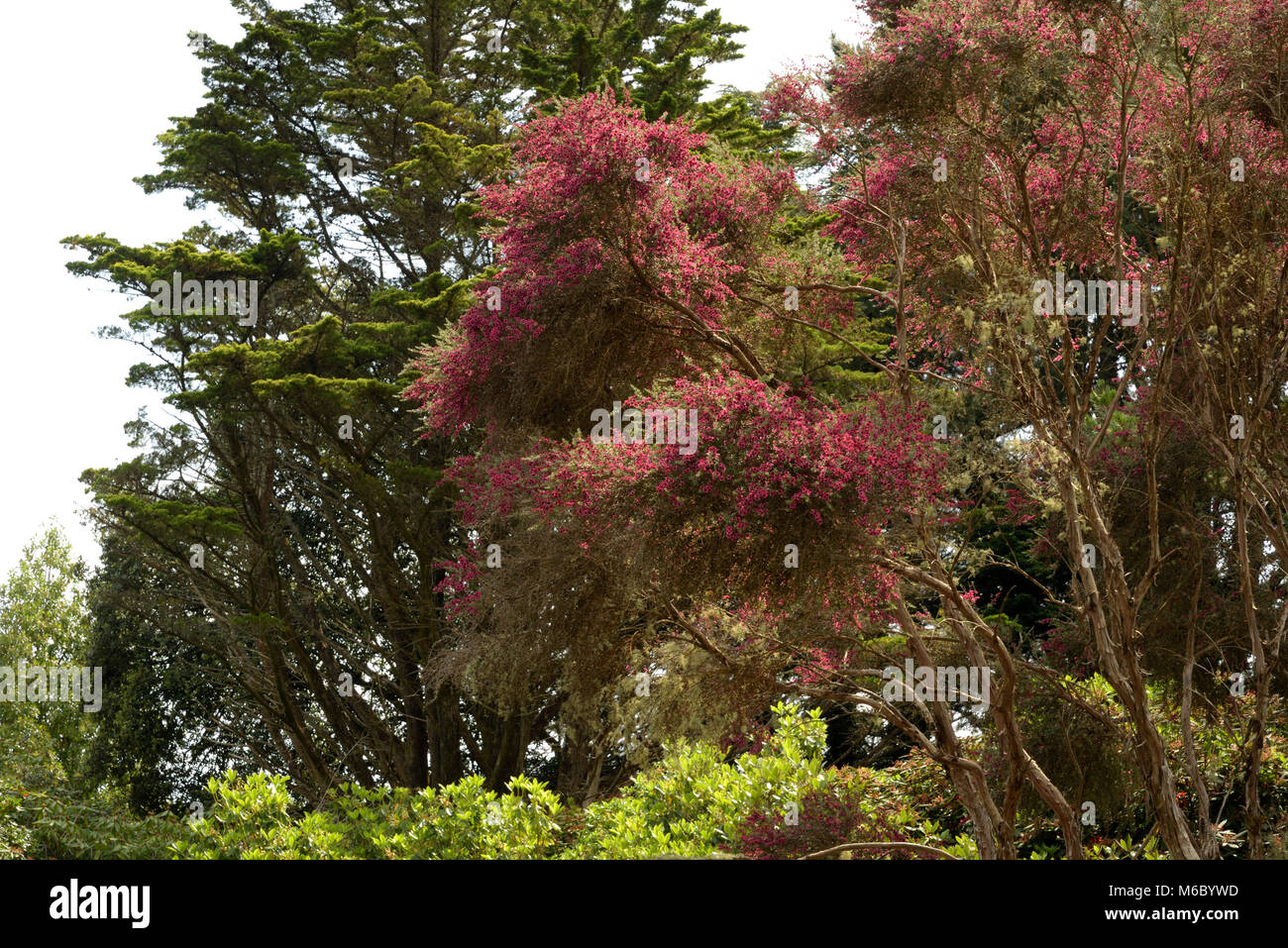 Ginestra tea-tree, leptospermum scoparium Foto Stock