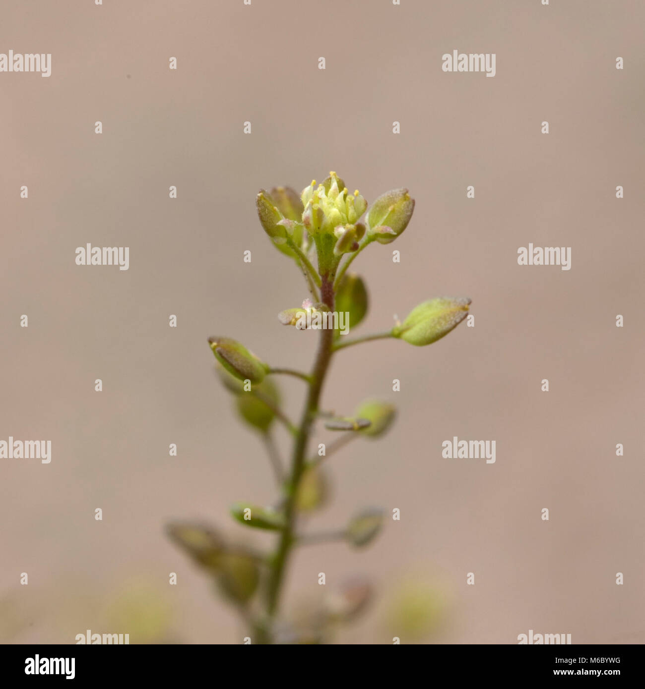 A stretta lasciava Pepperwort, Lepidium ruderale Foto Stock