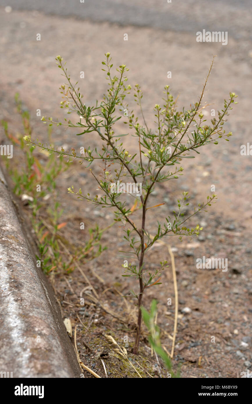 A stretta lasciava Pepperwort, Lepidium ruderale Foto Stock