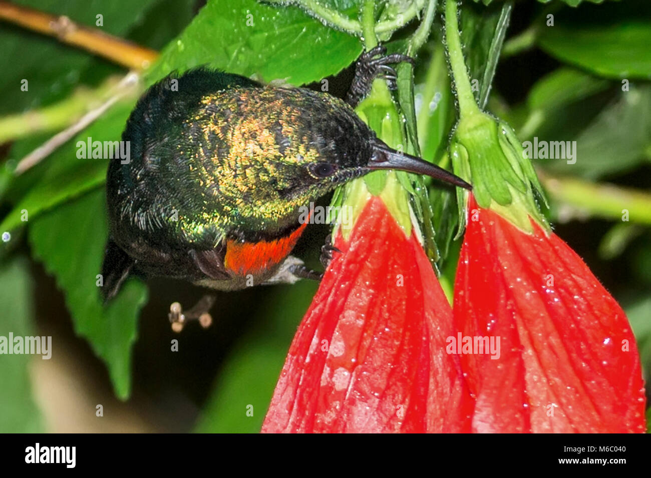 Northern Double-Collared Sunbird, (Cinnyris reichenowi) nettare rubando dalla perforazione di base del fiore per rubare il nettare Kimbale Uganda Africa Foto Stock