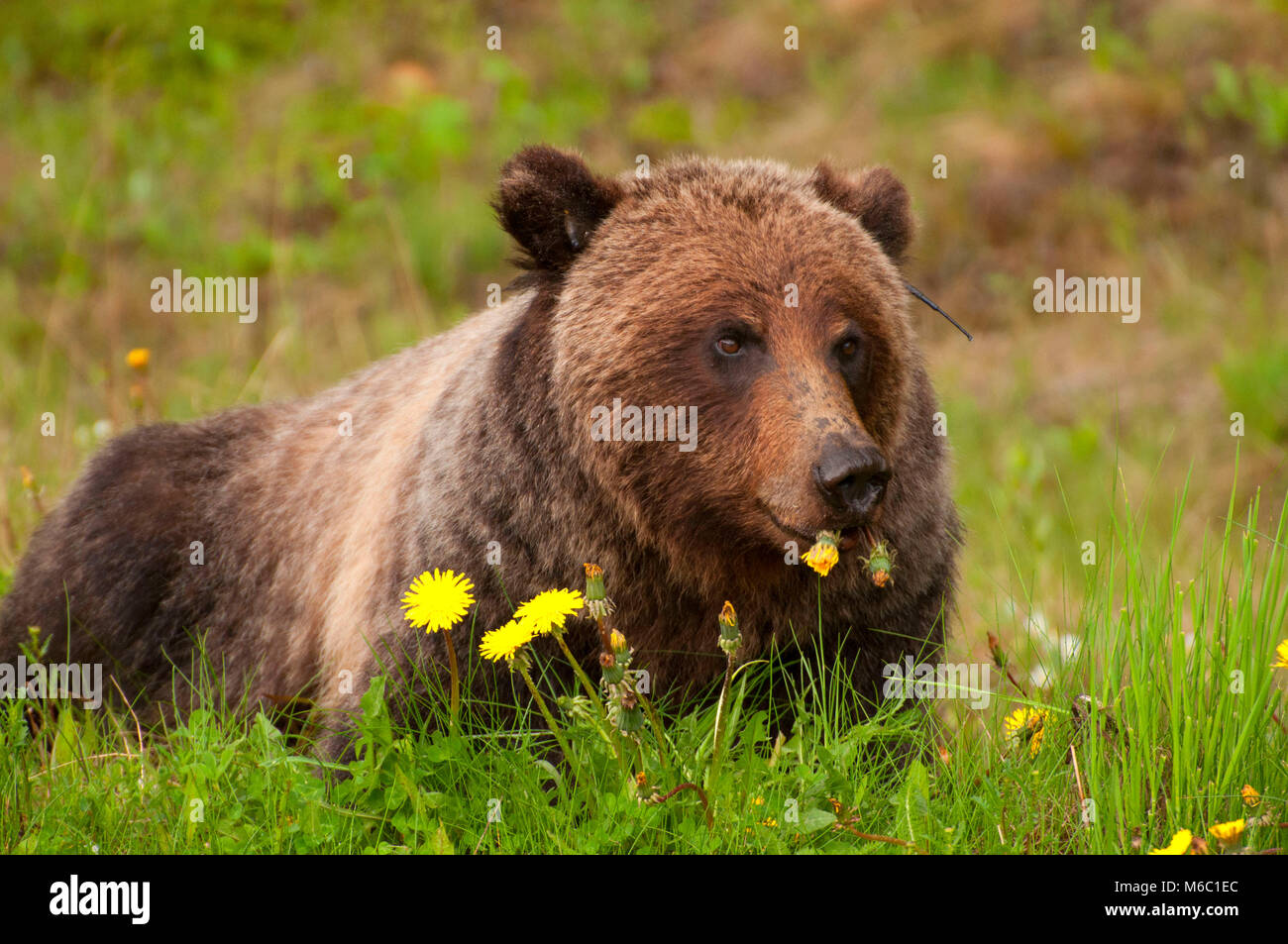 Orso grizzly, il Parco Nazionale di Banff, Alberta, Canada Foto Stock