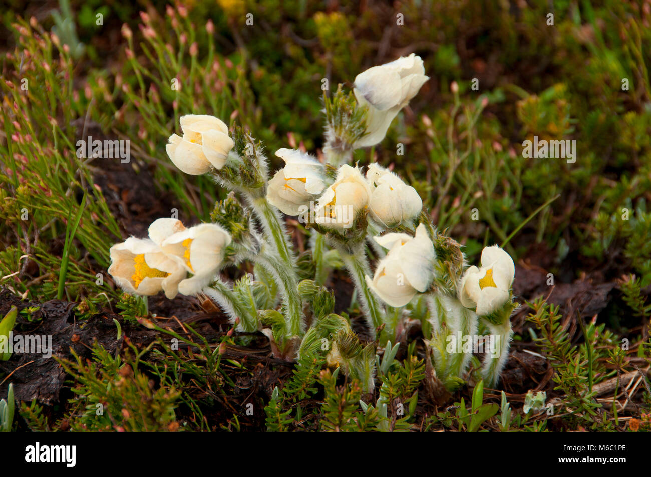 "Pasque flower lungo il larice Valley Trail, il Parco Nazionale di Banff, Alberta, Canada Foto Stock