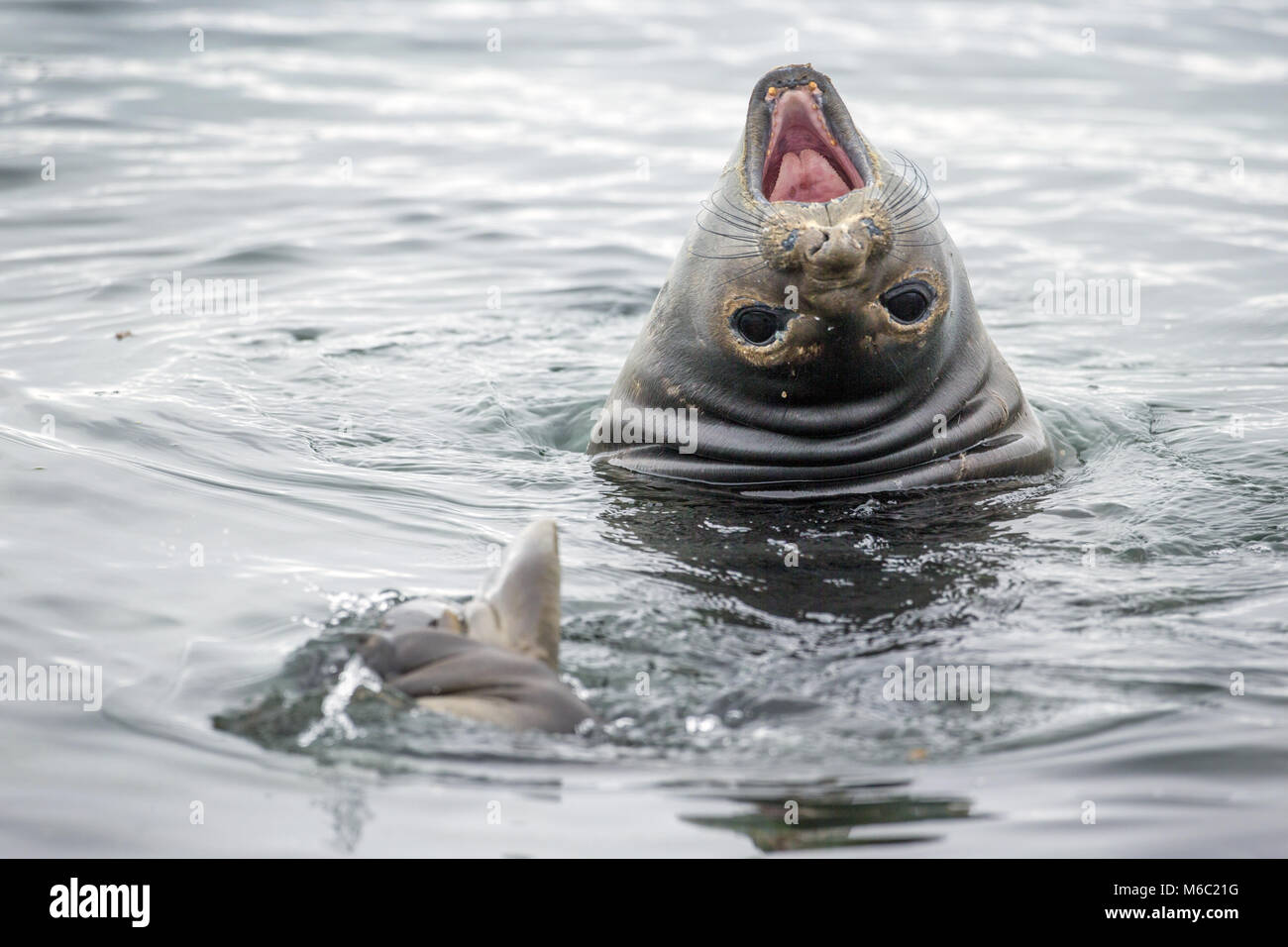 Wendell Seal Antarctica Foto Stock