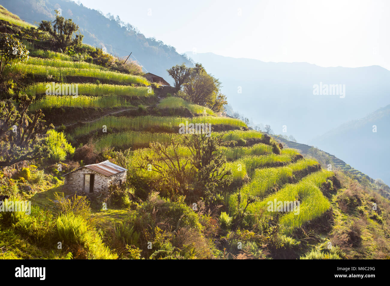 Campi sulle montagne del Nepal al mattino presto sotto la luce diretta del sole Foto Stock