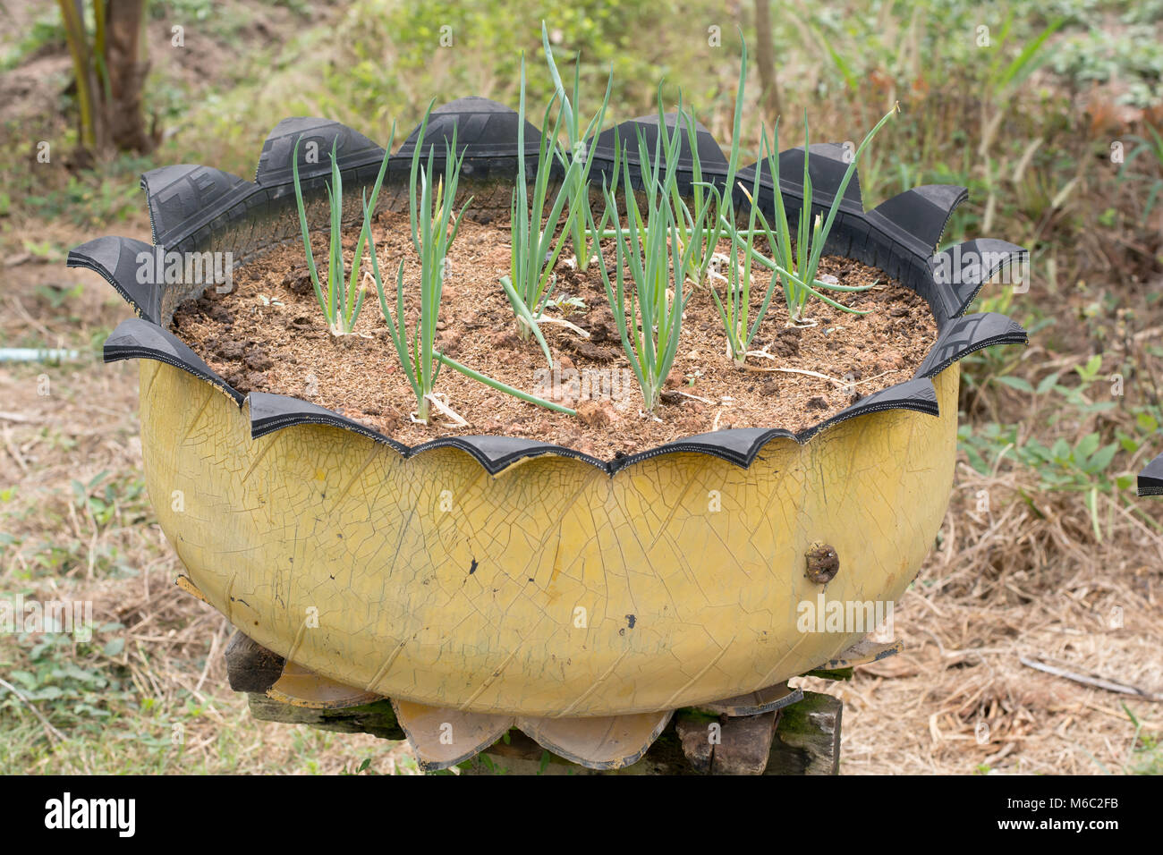 Cipolline in riciclo dei pneumatici Foto Stock