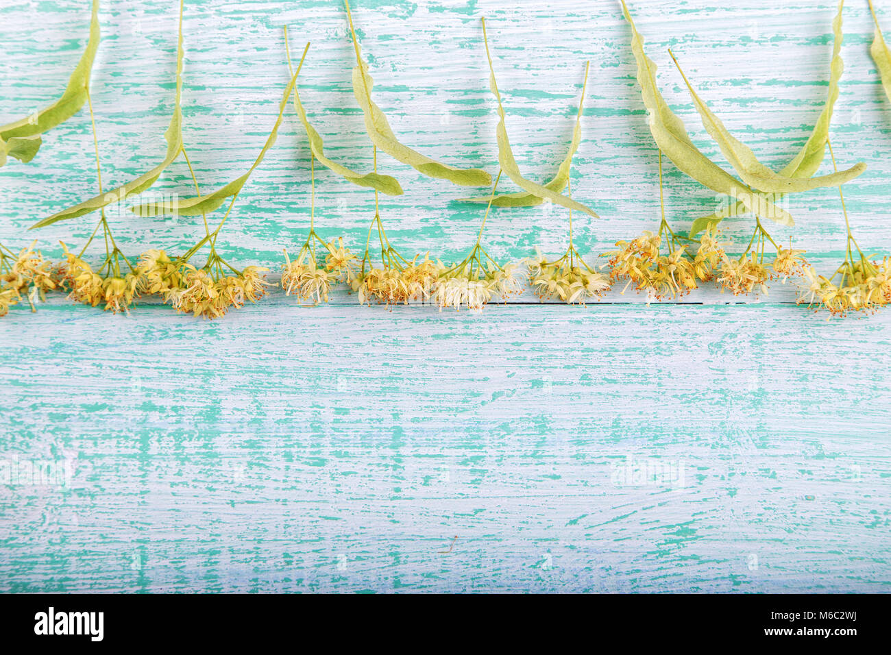 Freschi di fiori di tiglio su tavola di legno. Telaio per il testo Foto Stock