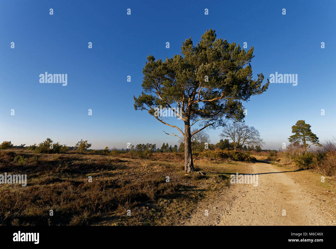Lone Pine Tree sul Caesar's Camp un età di ferro hill fort a cavallo del confine delle contee di Surrey e Hampshire in Inghilterra del sud. Foto Stock