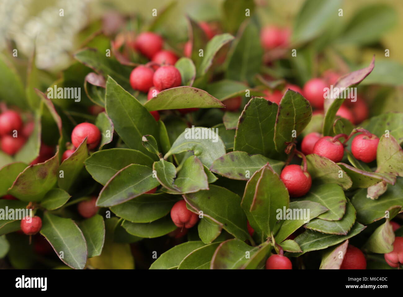 Gaultheria procumbens una bella wintergreen pianta con bacche rosse Foto  stock - Alamy