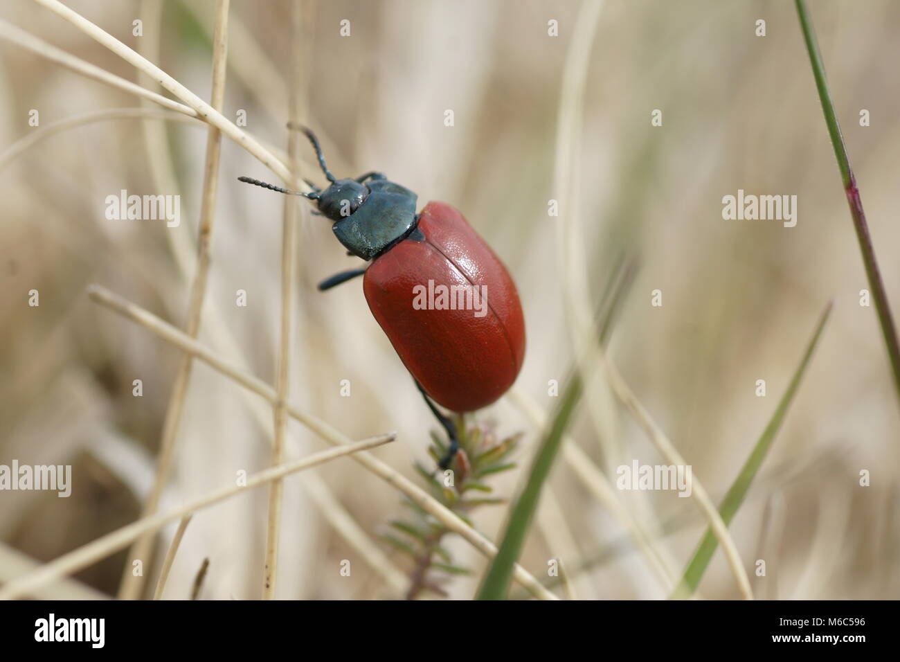 Chrysomela populi Foto Stock