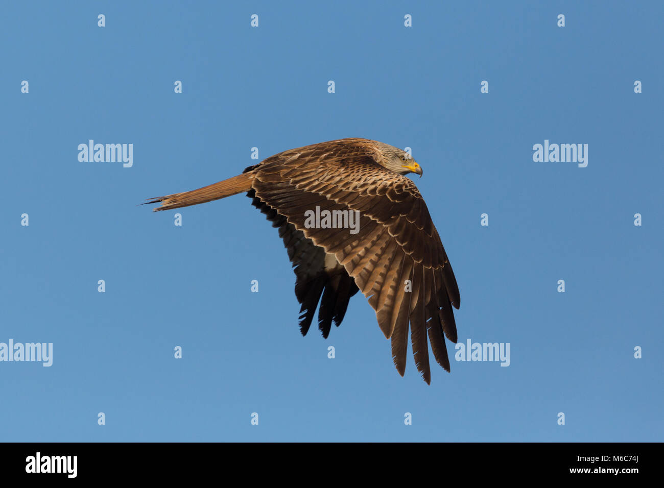 Vista laterale verticale flying naturale aquilone rosso uccello (Milvus milvus), cielo blu, ali verso il basso Foto Stock