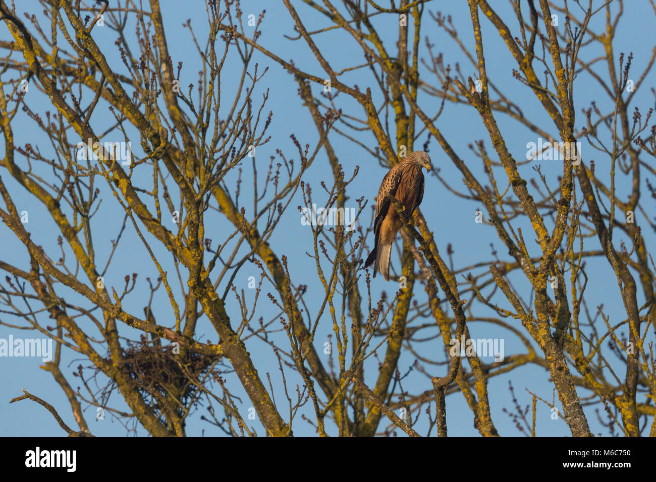 Natural aquilone rosso uccello (Milvus milvus) seduto sul ramo nella  struttura ad albero accanto a nido Foto stock - Alamy