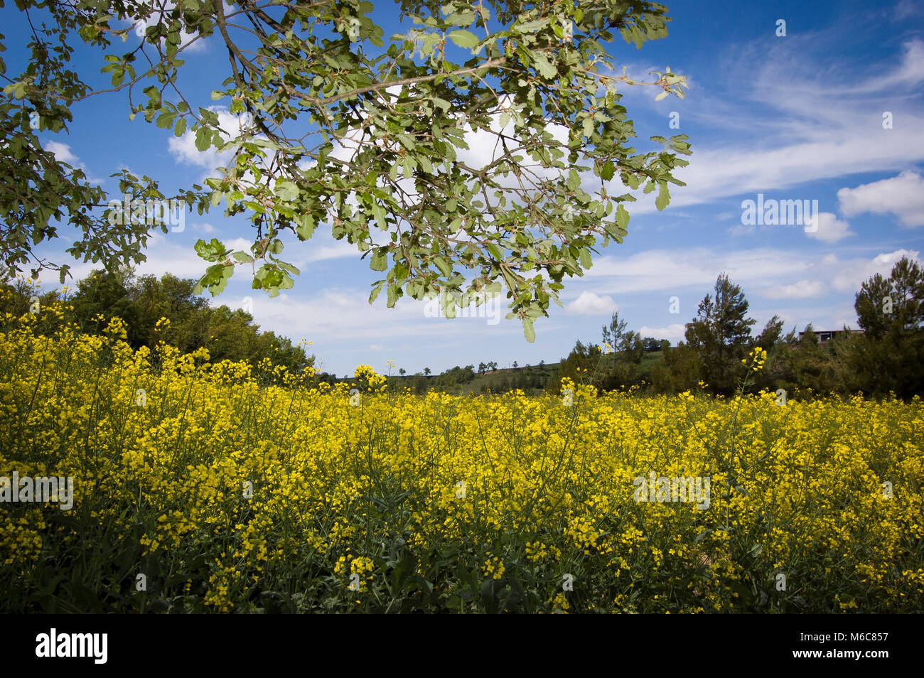 Paesaggio rurale con i semi di colza e di campo coltivato Foto Stock