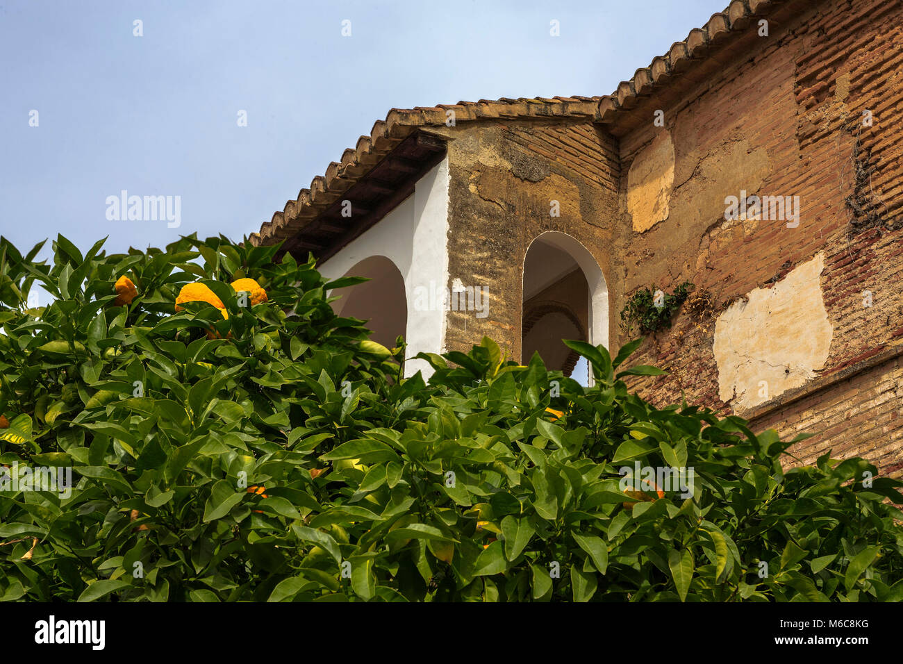 Arancio nel patio del Descabalgamiento, Palacio del Generalife, La Alhambra di Granada Foto Stock