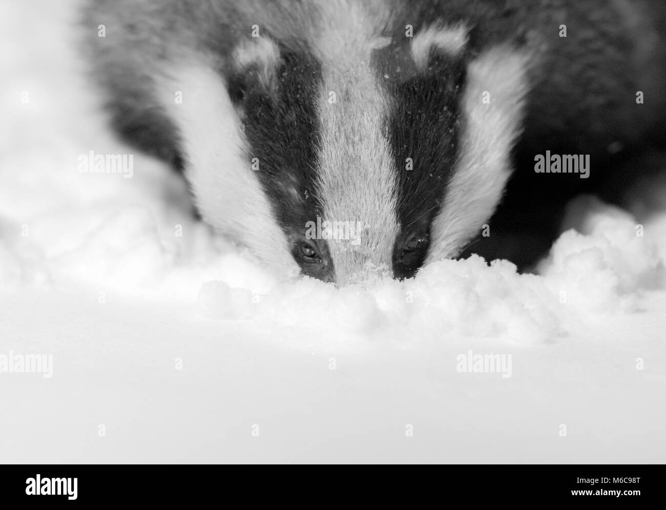 Badger foraging nella neve d'inverno in un giardino sub-urbano, Cheshire, Regno Unito. Foto Stock