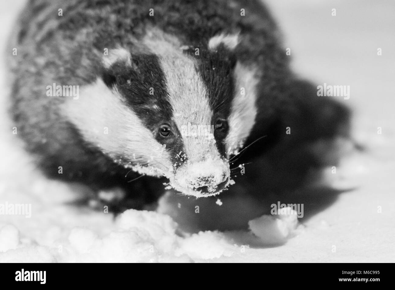 Badger foraging nella neve d'inverno in un giardino sub-urbano, Cheshire, Regno Unito. Foto Stock