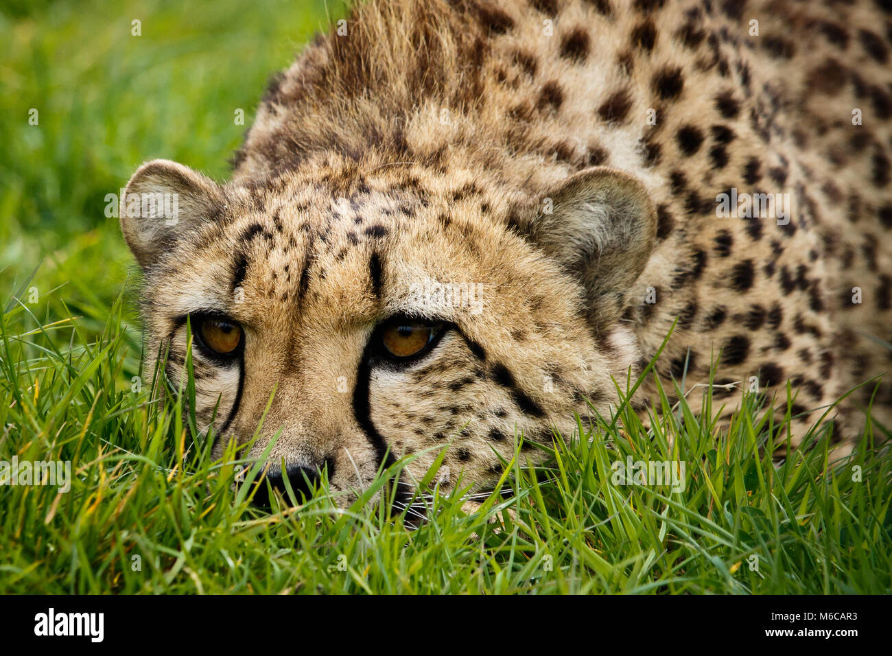 Close up Cheetah sdraiato a faccia in giù sull'erba Foto Stock