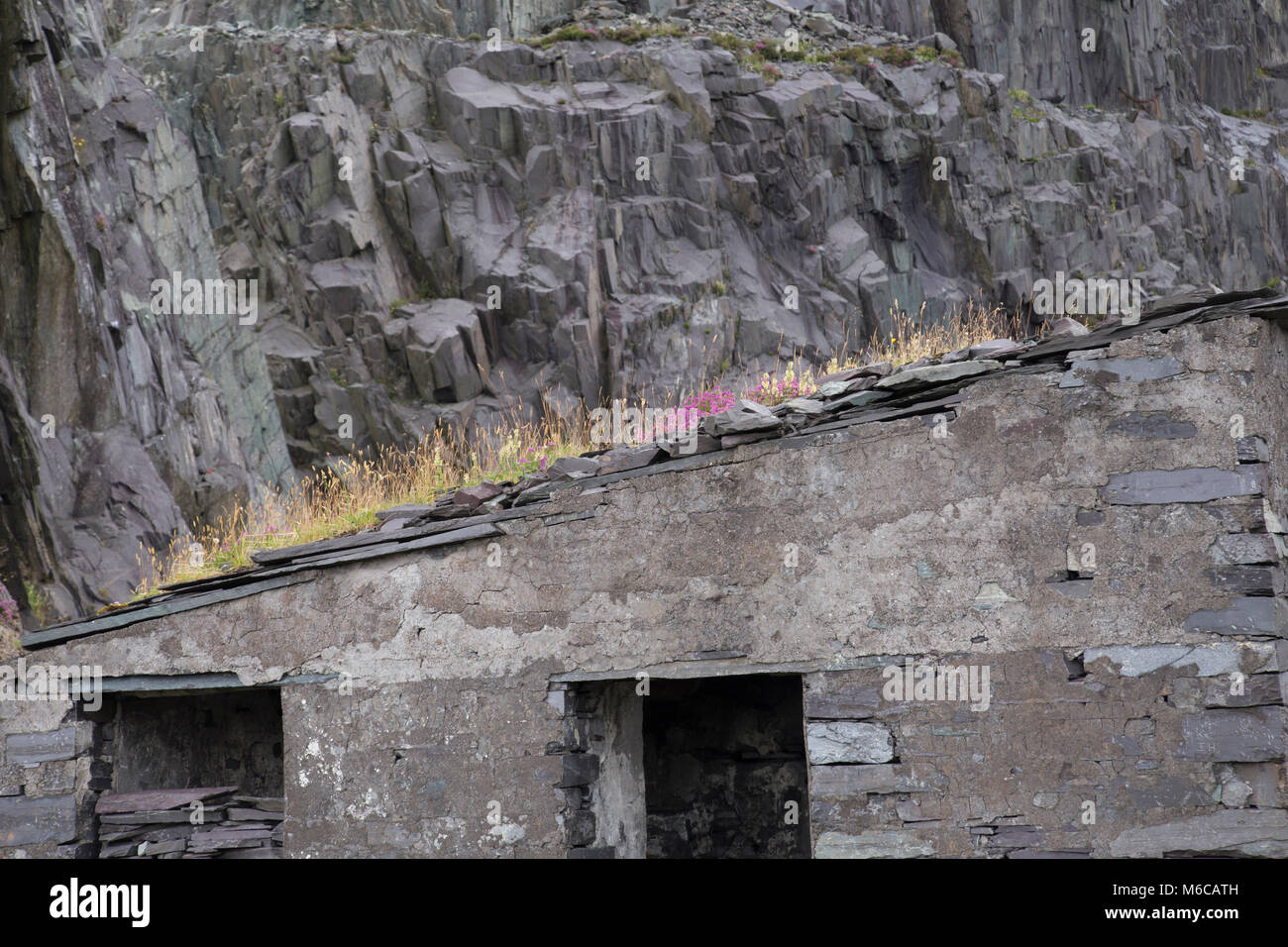 Erba e fiori che crescono sul tetto di un edificio abbandonato in disuso ardesia Dinorwig cava, Snowdonia, Galles Foto Stock