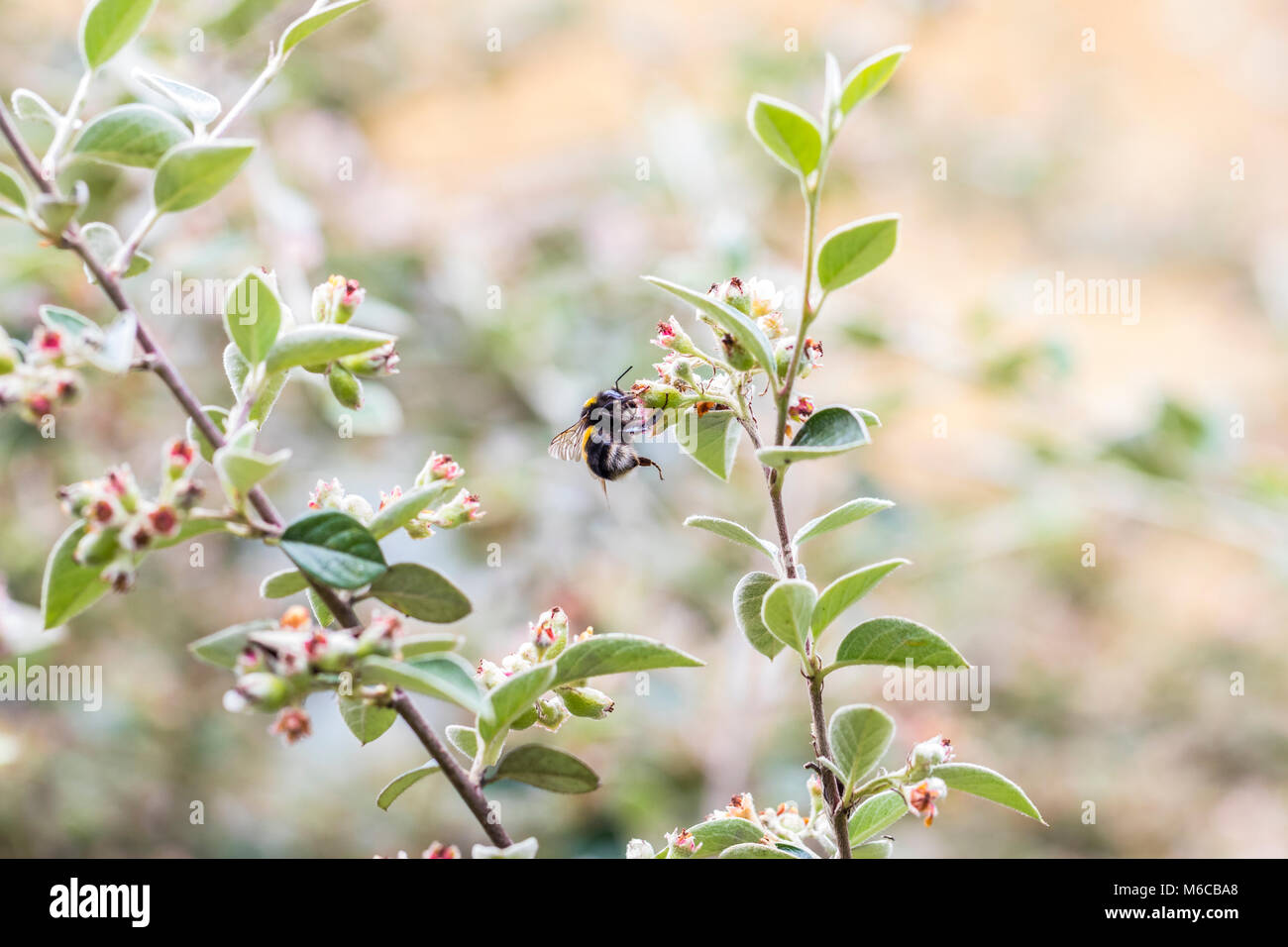 Bumblebee su Cotoneaster franchetii Foto Stock