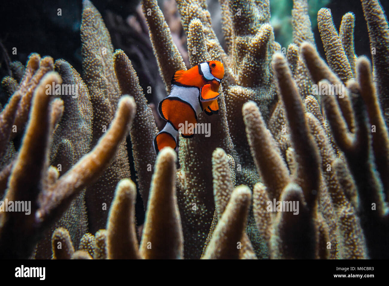 Clownfish (Amphiprion ocellaris) nuotare tra i coralli scuro in zoo acquario Foto Stock