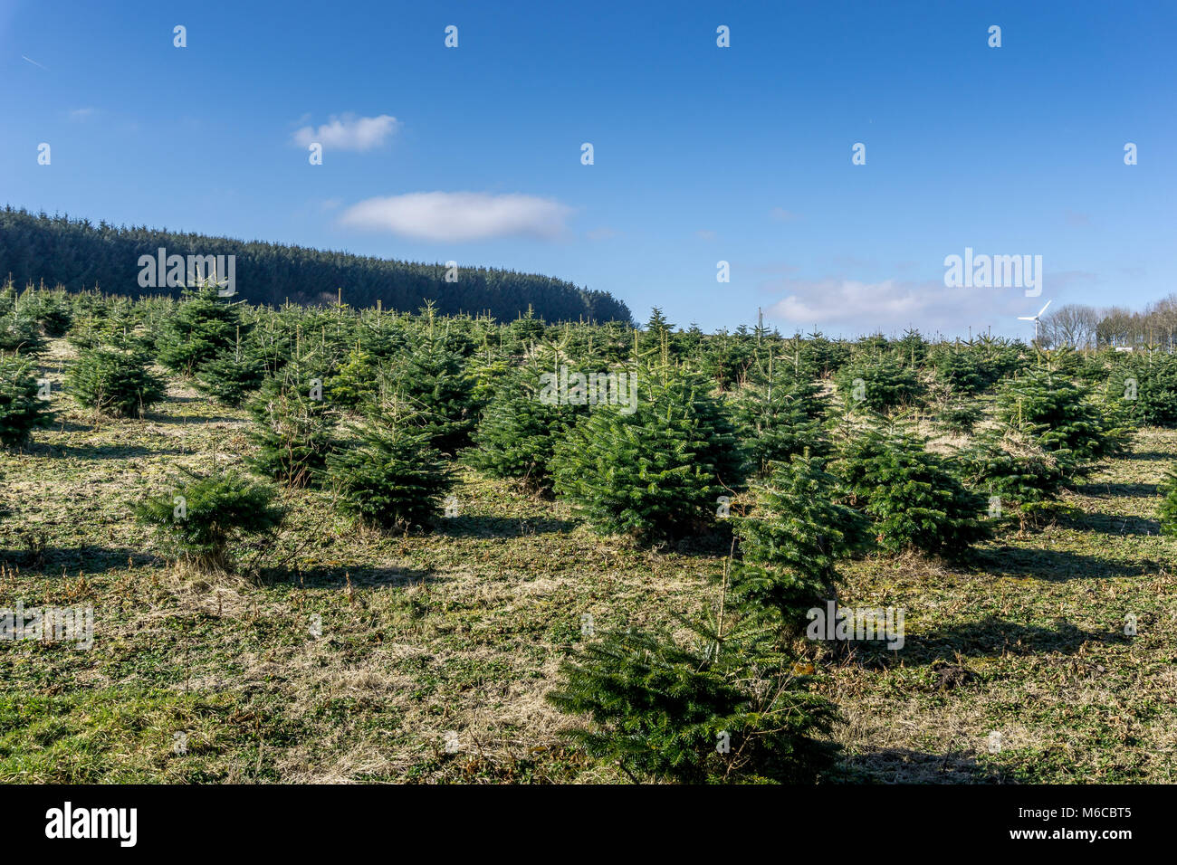 I giovani pini essendo cresciuto dalla commissione forrestry vicino a Holme Styes serbatoio, Leeds, West Yorkshire. Foto Stock