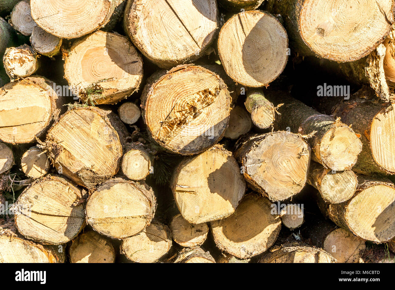 Pila di alberi abbattuti in pino forrest, vicino a Holme styes serbatoio, Leeds, West Yorkshire, Inghilterra, Regno Unito Foto Stock