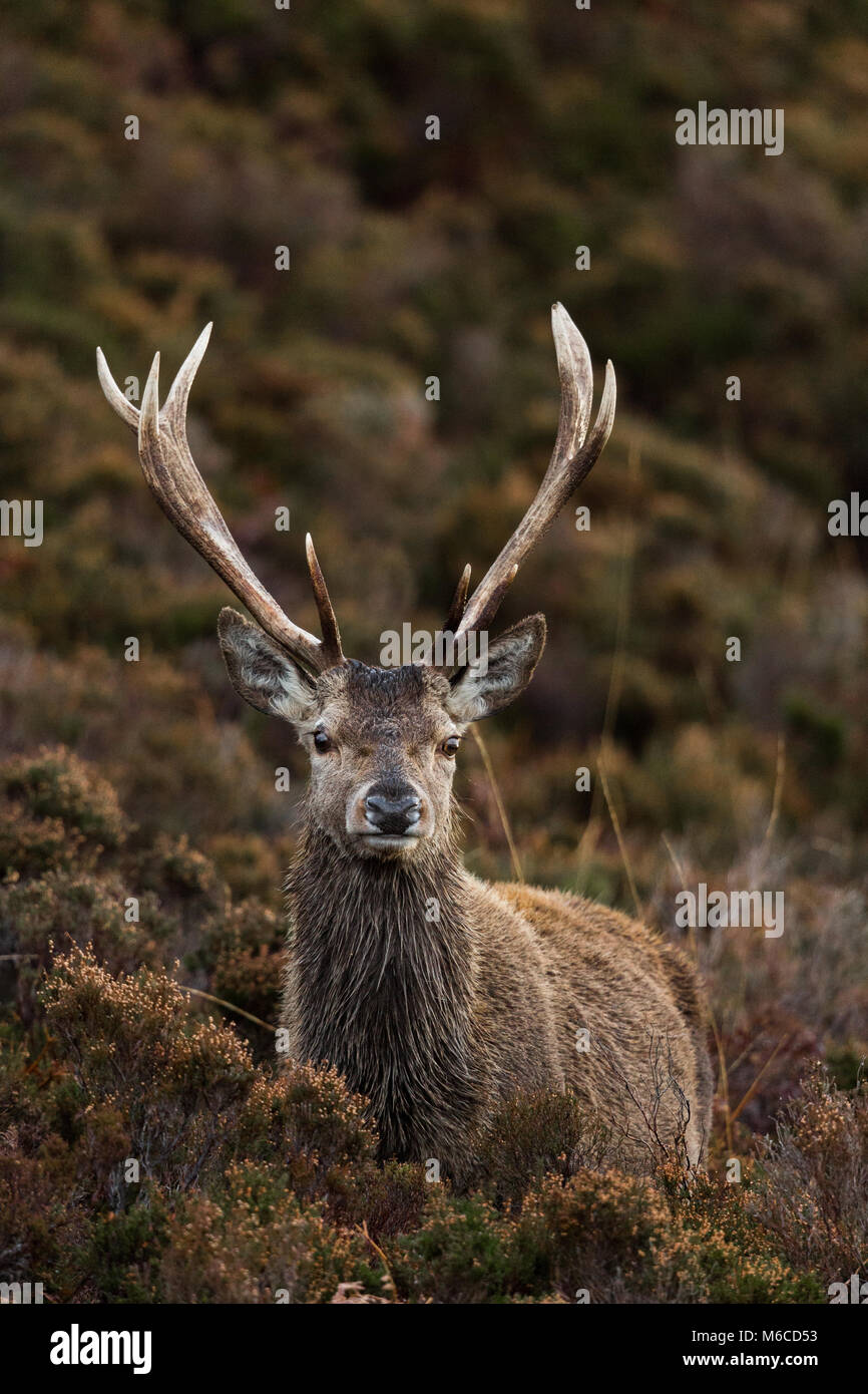 Red Deer stag, Applecross, Scozia Foto Stock