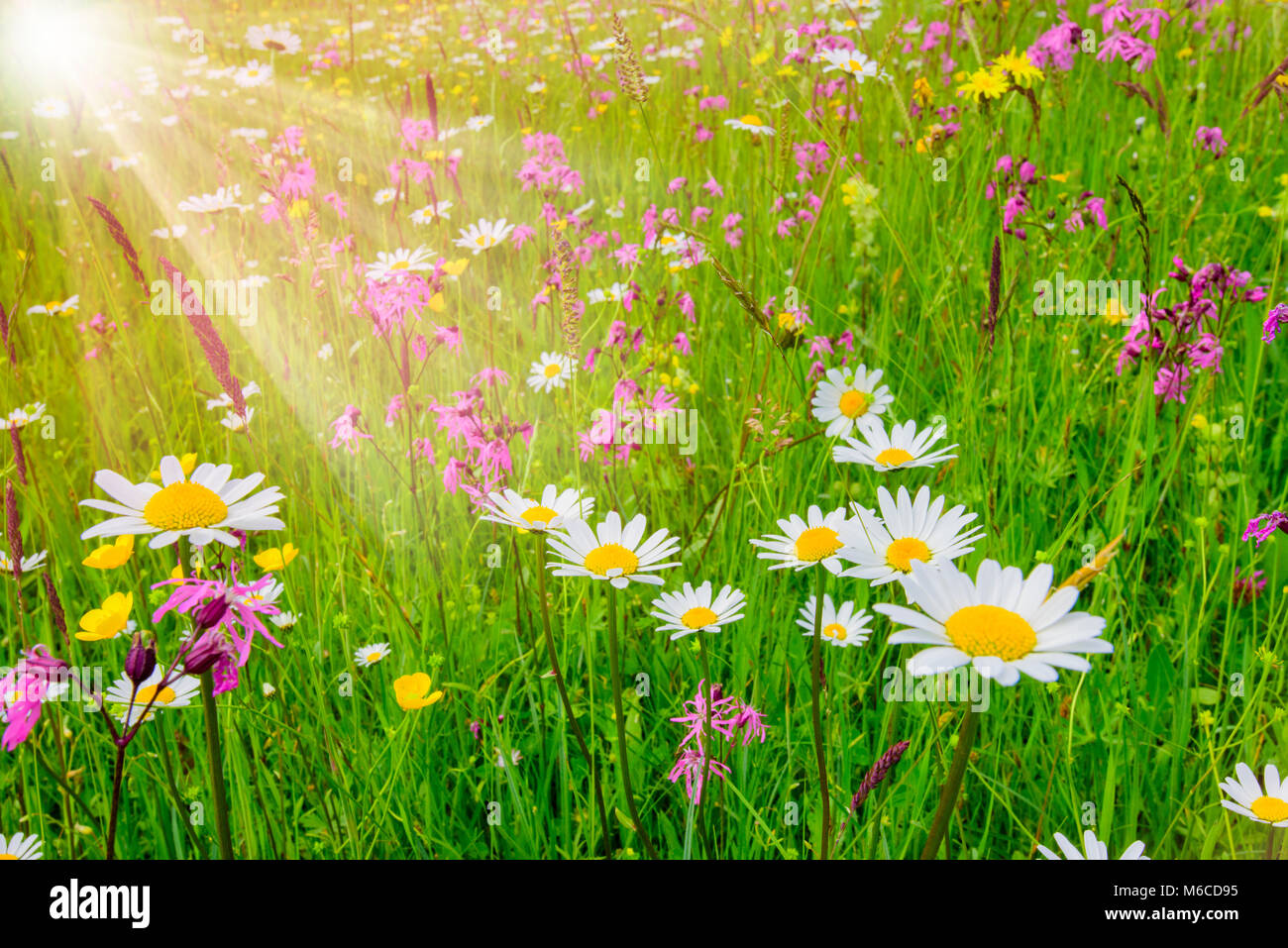 Prato panoramico con molti fiori a molla e raggi di sole Foto Stock