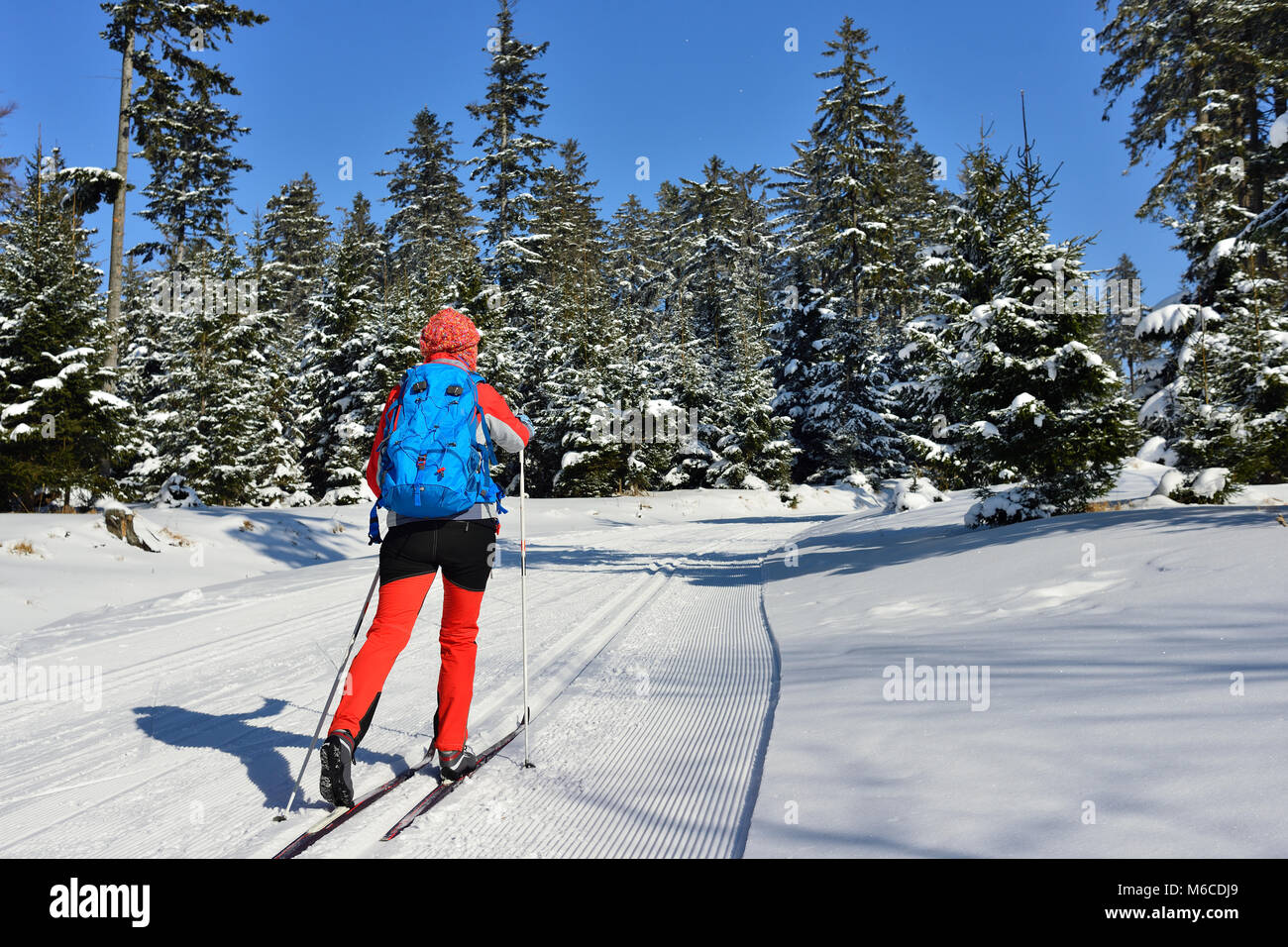 La donna nel vestito del colore su sci da fondo tra alberi rivestiti con la neve in montagna in Polonia Foto Stock