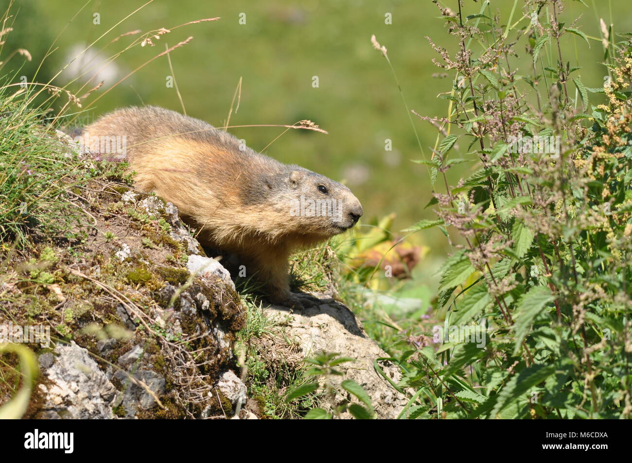 Marmota alpina (Marmota marmota) che appare da dietro una roccia tra verde da vicino e vista laterale. Catturato a Morzine, Francia Foto Stock