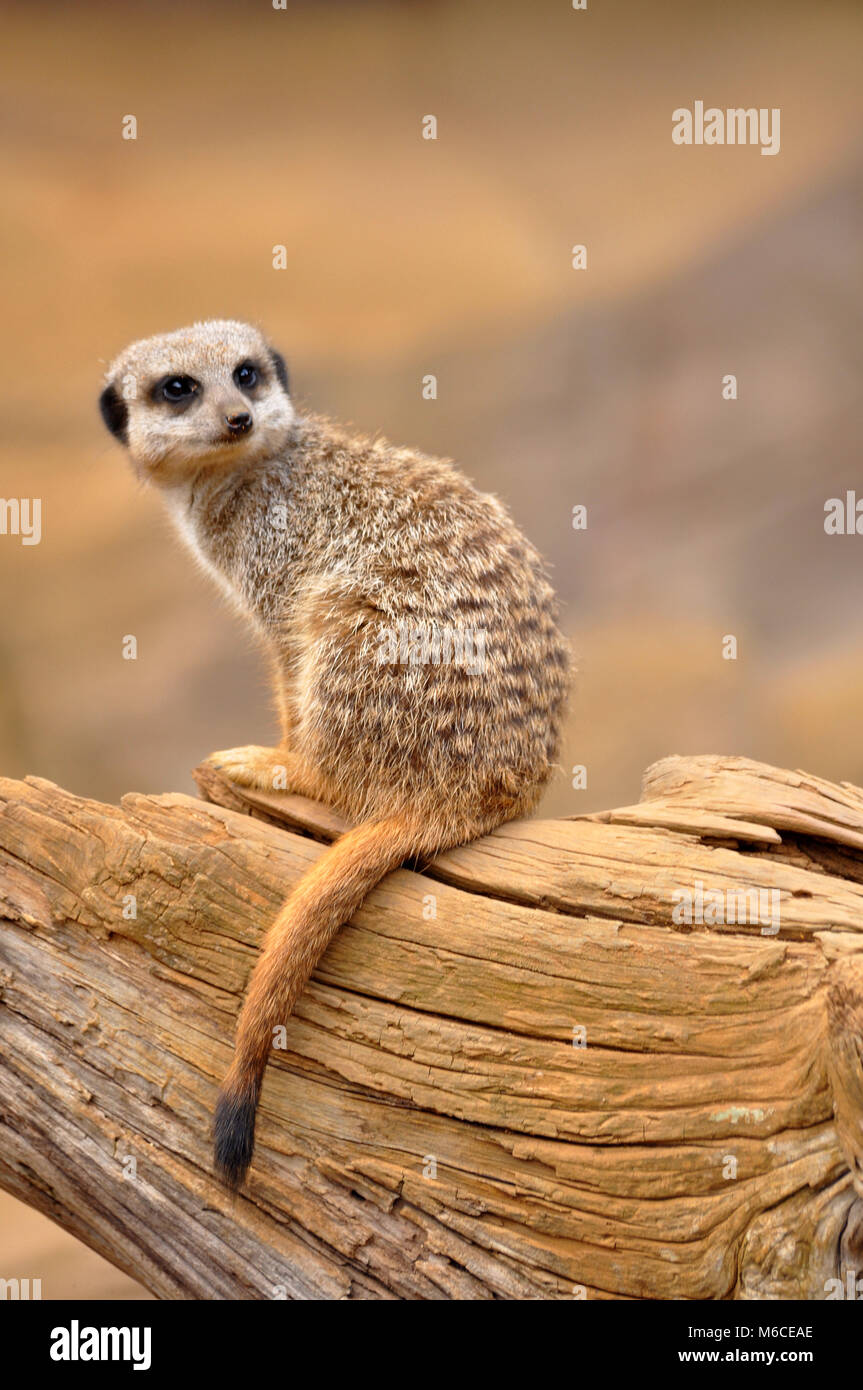 Meerkat (Suricata suricatta) seduto su un vecchio moncone di legno come un punto di osservazione/entrata Foto Stock