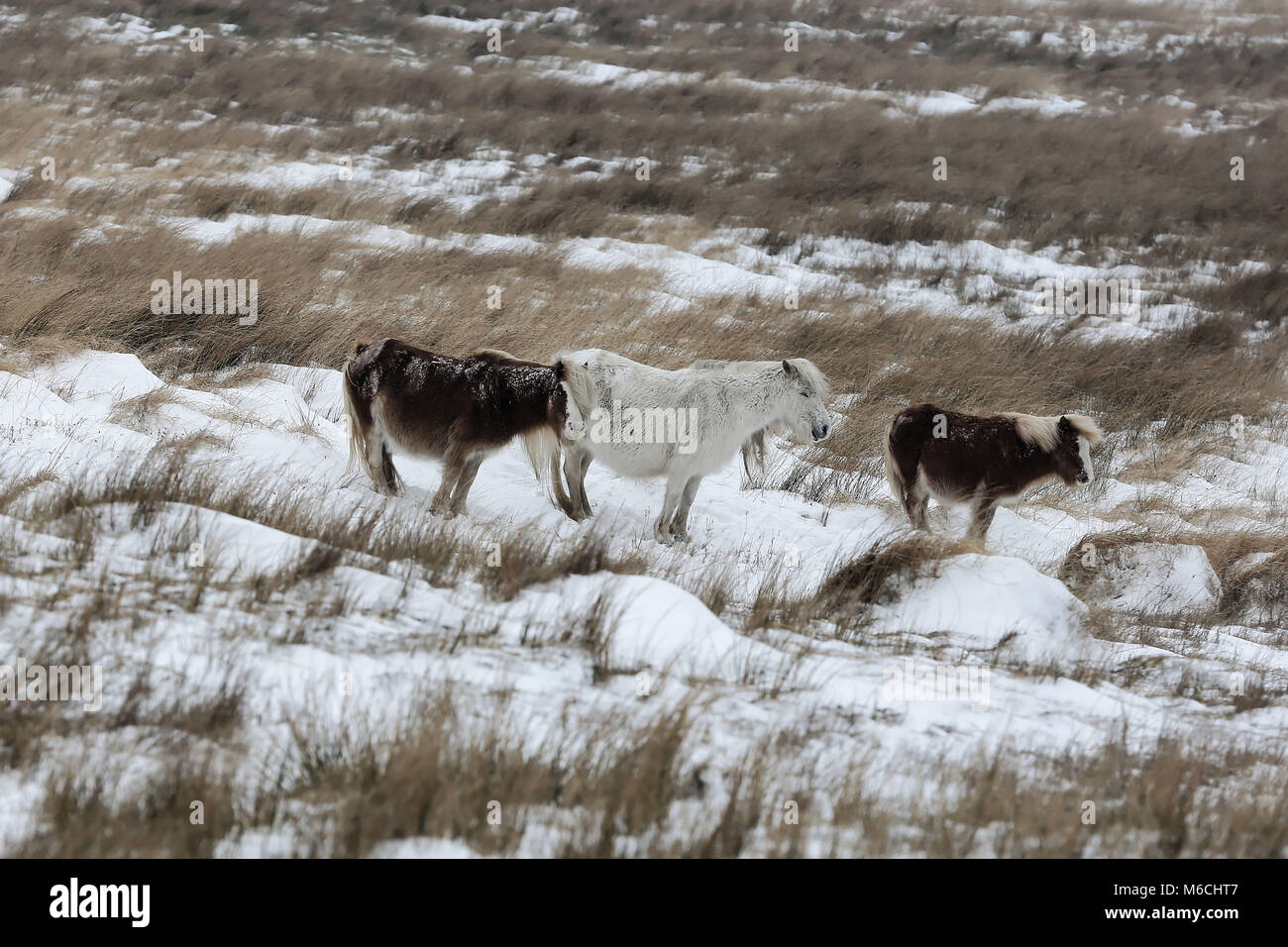 Meteo FOTO DEL GALLES nella foto: Tre pony sul comune per la A4059 tra Penderyn e piani di bracci, Brecon Beacons nel Galles del Sud, Regno Unito. Venerdì 02 Mar Foto Stock