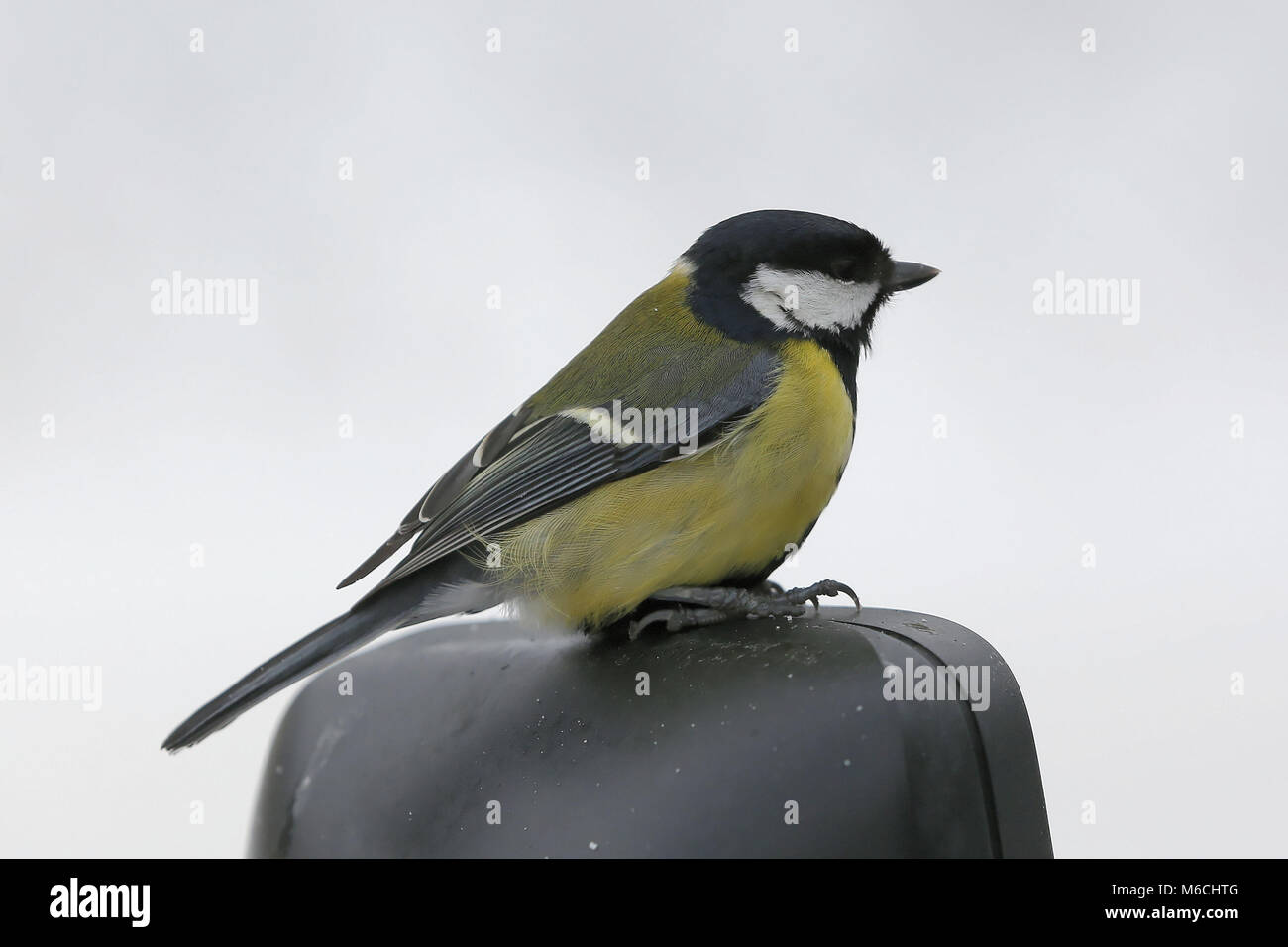 Meteo FOTO DEL GALLES nella foto: un uccello si appoggia su uno specchietto laterale di un furgone dalla A470 strada in piani di bracci, Brecon Beacons nel Galles del Sud, Regno Unito. Venerdì 02 M Foto Stock