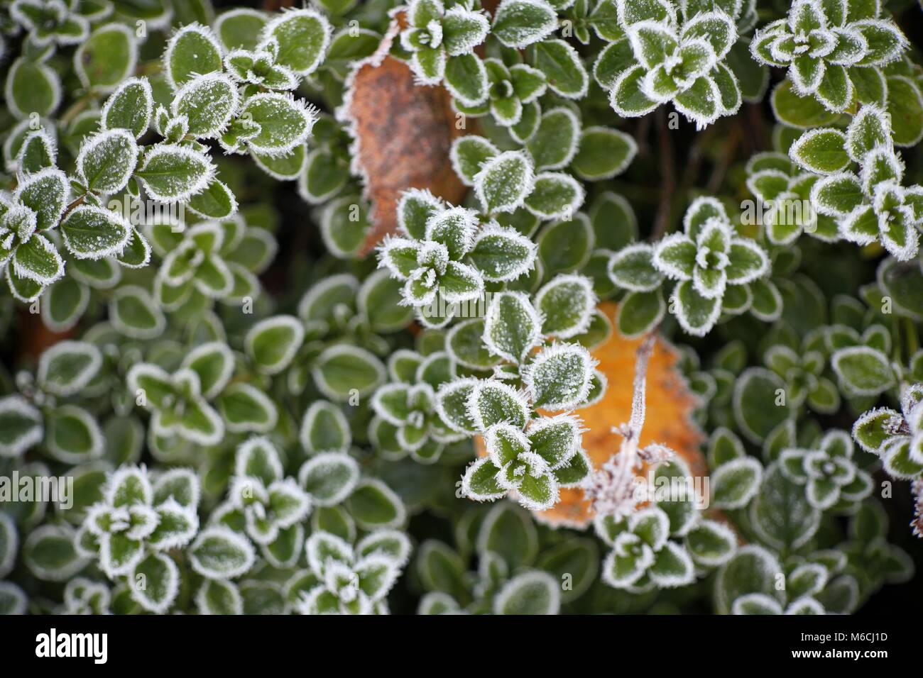 Frost pungenti foglie, primi segni di inverno Foto Stock