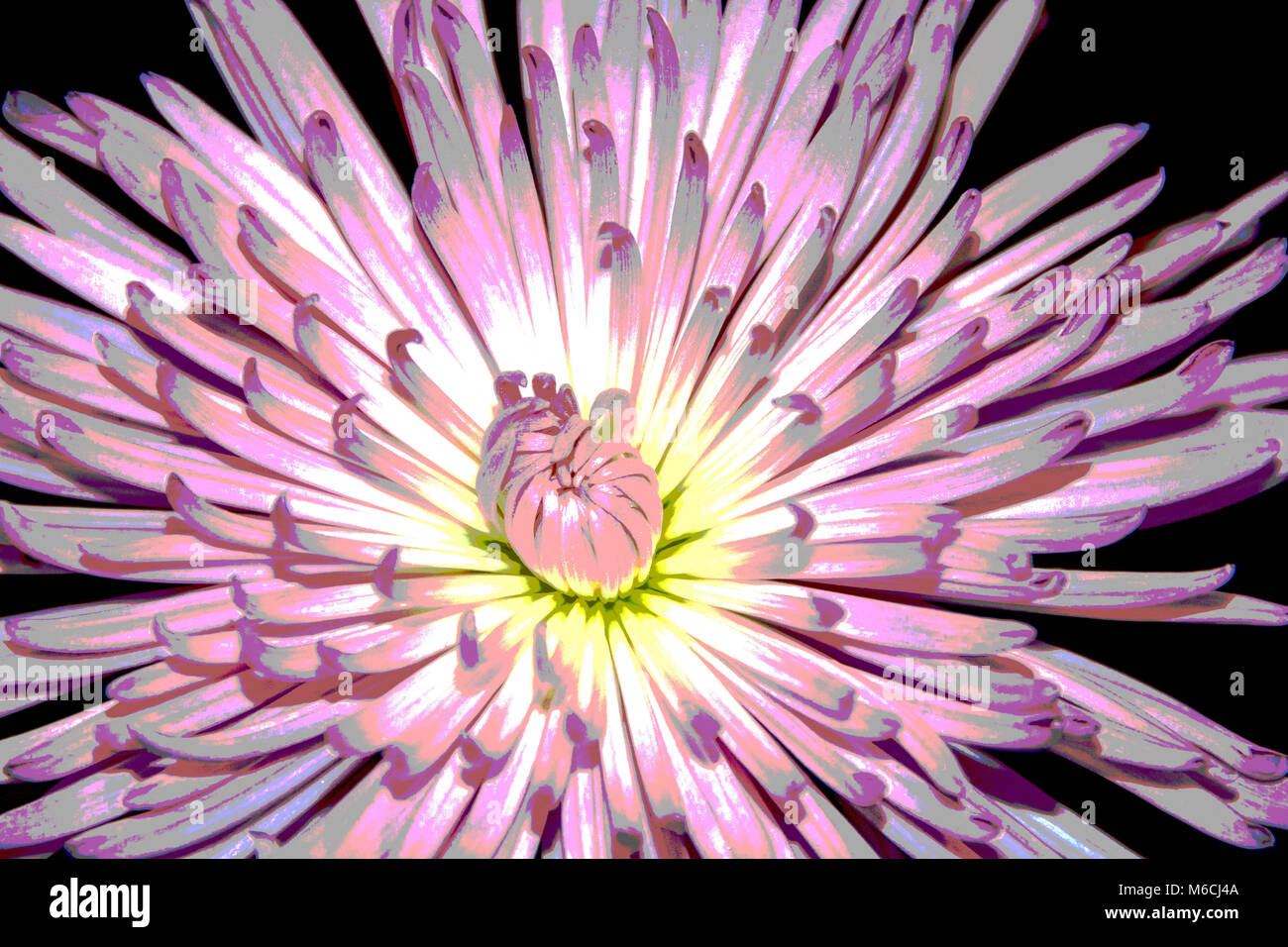 Una fotografia manipolata di un crisantemo rosa. Foto Stock