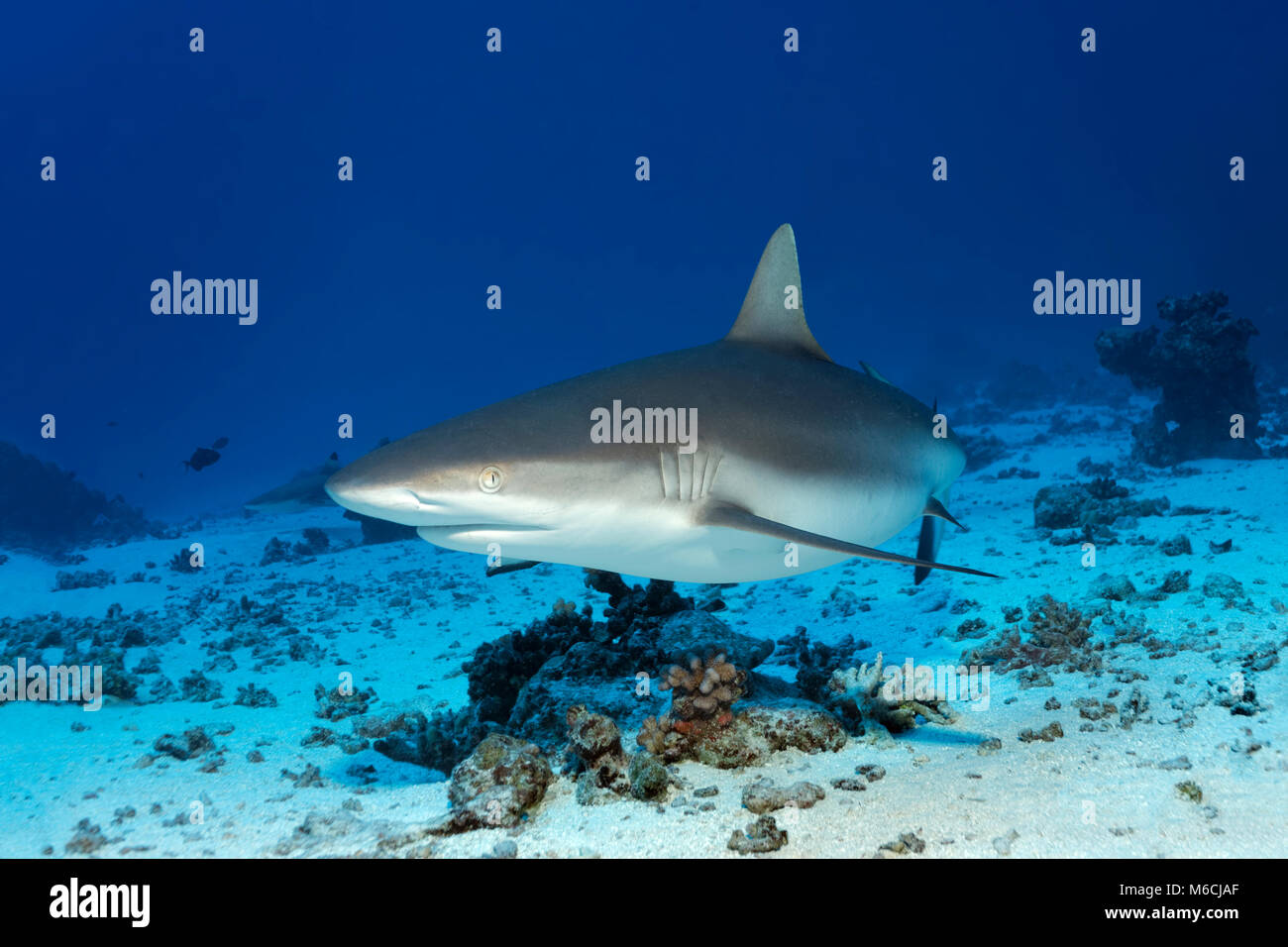 Grey Reef shark (Carcharhinus amblyrhynchos) nuota su fondo sabbioso, Oceano Pacifico, Polinesia Francese Foto Stock