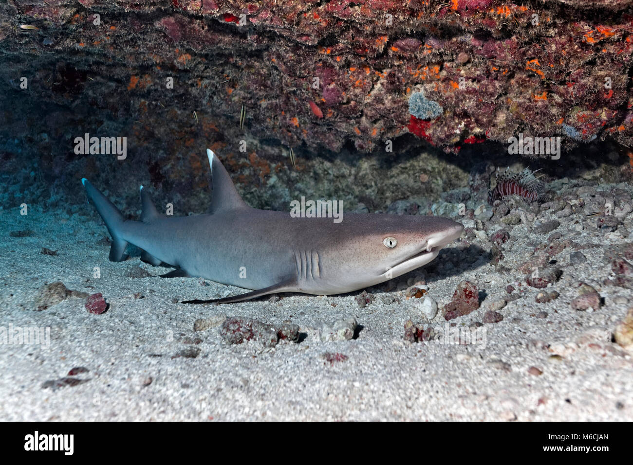 Whitetip reef shark (Triaenodon obesus) è situato sulla parte inferiore sabbiosa, Oceano Pacifico, Polinesia Francese Foto Stock