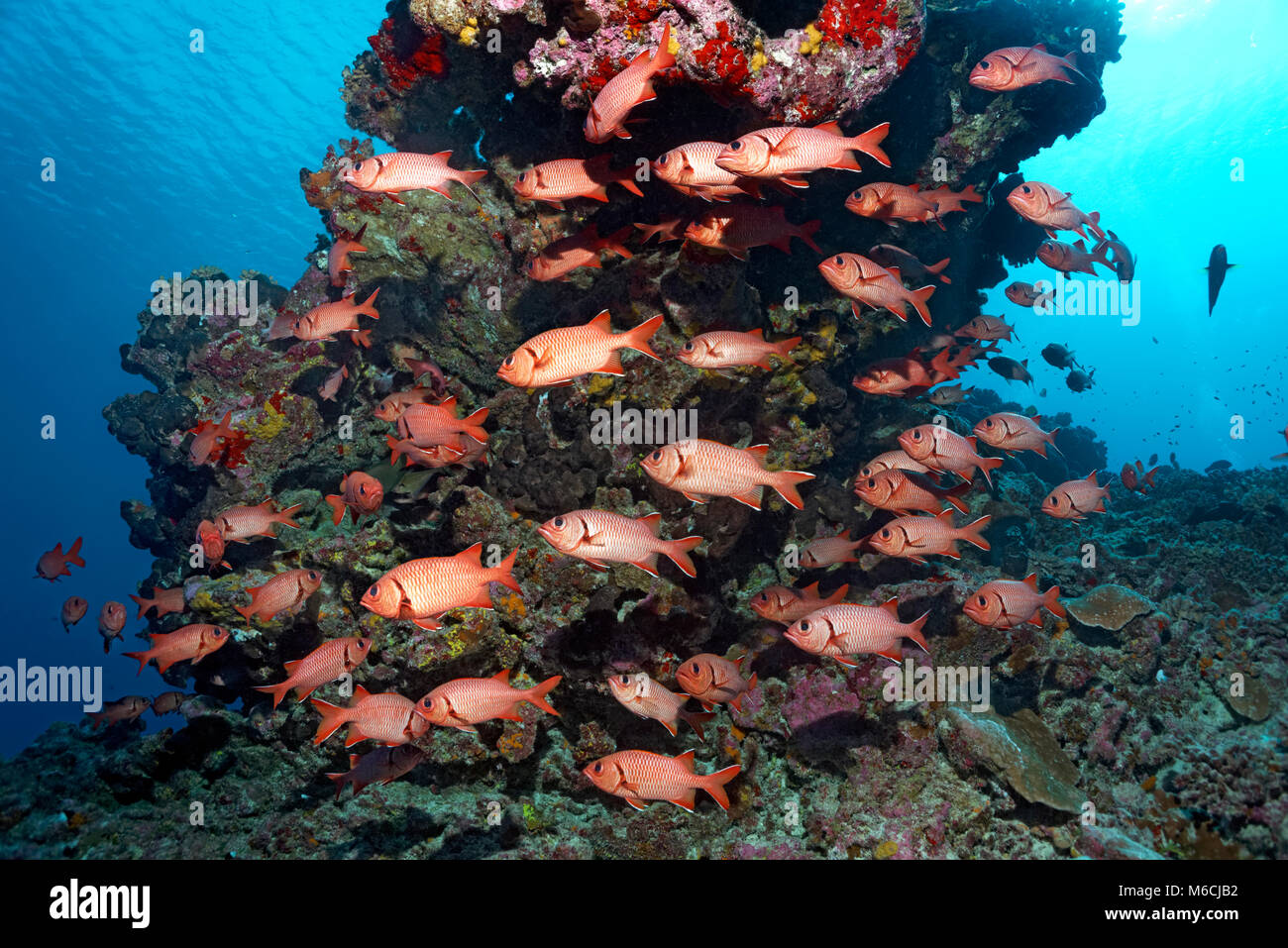 Sciame di pigna soldierfishes (Myripristis murdjan) presso il reef, Oceano Pacifico, Polinesia Francese Foto Stock