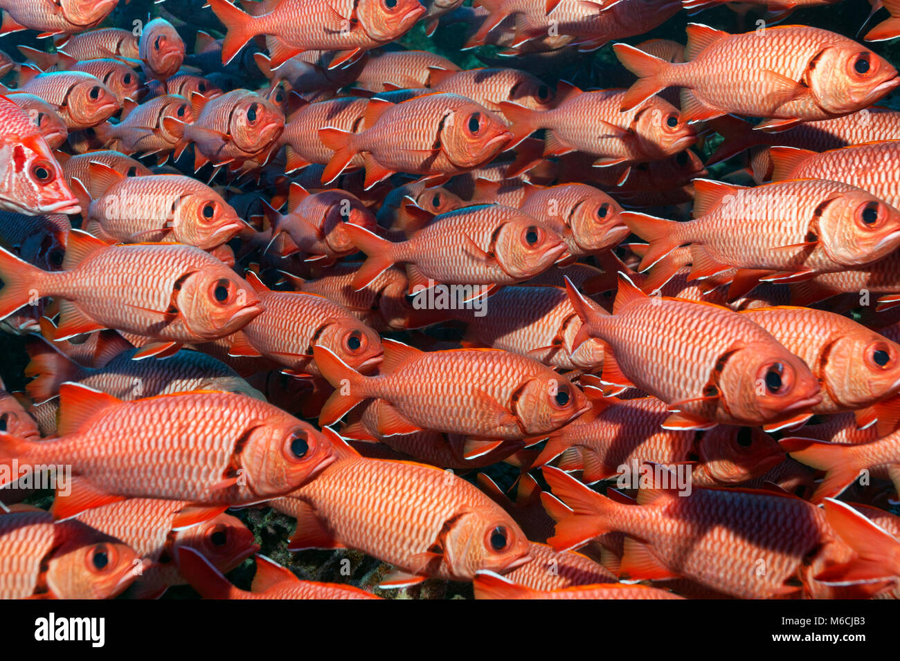 Sciame di pigna soldierfishes (Myripristis murdjan), pacifico, Polinesia Francese Foto Stock