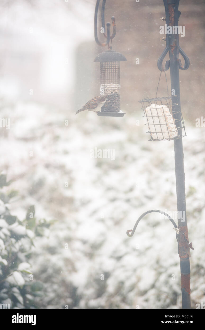 Passeri alimentazione su alimentatori di uccelli in condizioni invernali con congelati in presenza di neve e ghiaccio in Cornwall, Regno Unito. In verticale Foto Stock