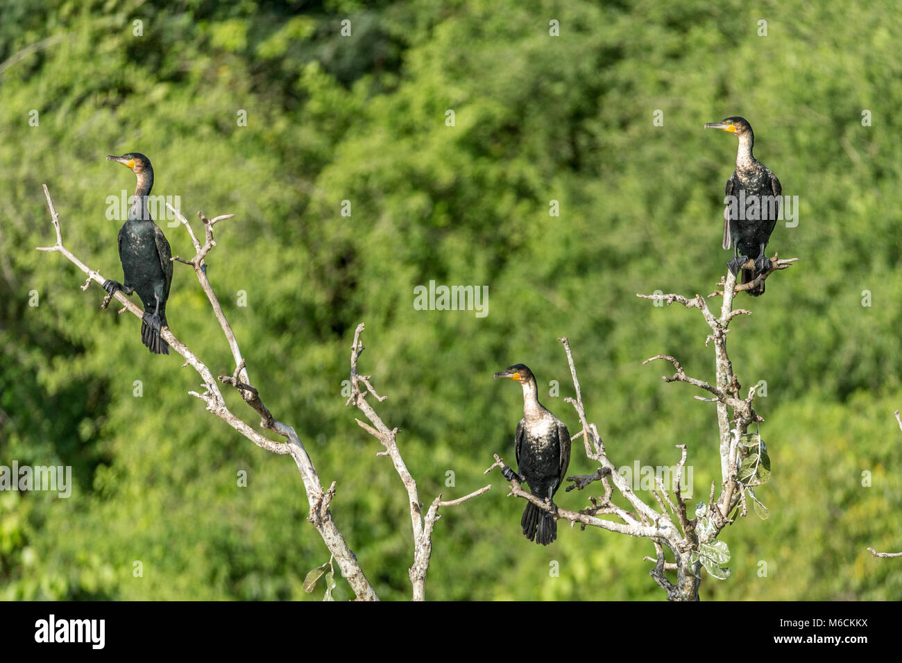 Cormorano (Phalacrocorax carbo), noto come il grande cormorano nero 'Murchison Cascate del Parco Nazionale", Uganda, Africa Foto Stock