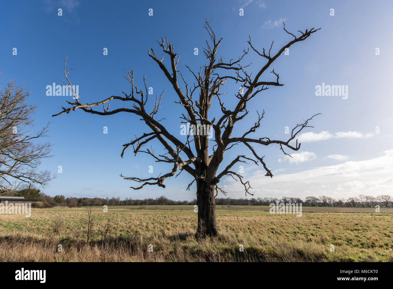 Un singolo dead Oak tree in un paesaggio piatto contro un profondo cielo blu Foto Stock