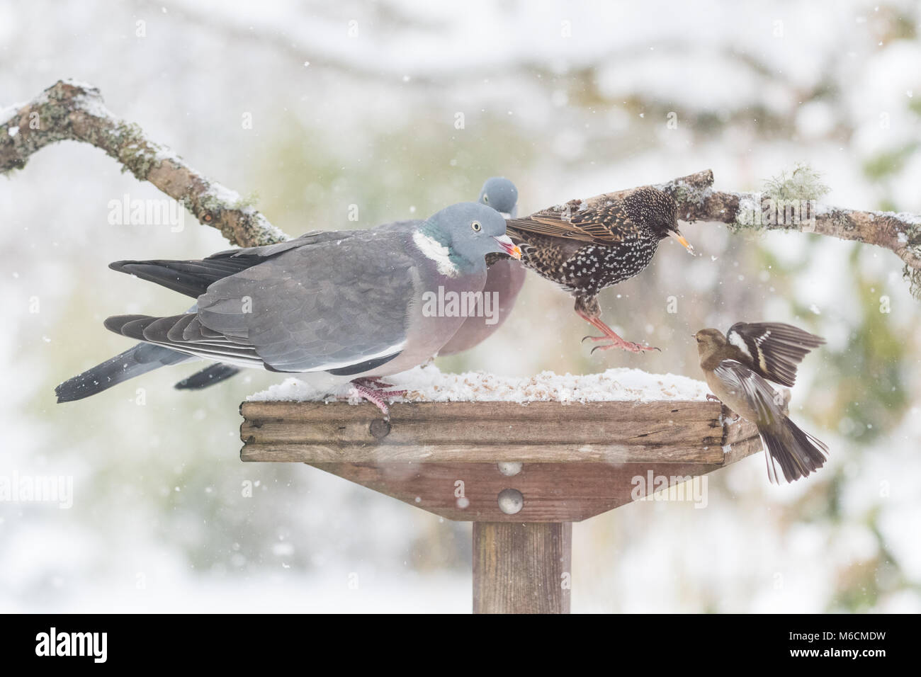 Nel Regno Unito gli uccelli del giardino sul giardino occupato nella tabella degli uccelli in inverno Foto Stock